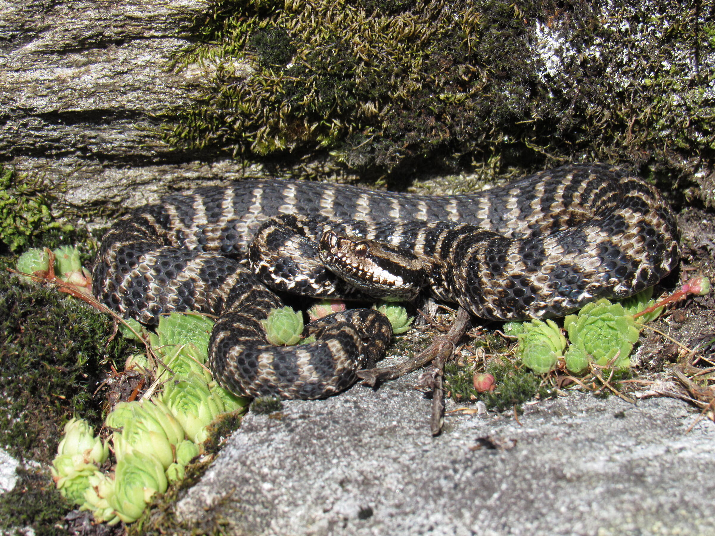 Viper aspis aspis ex atra, male