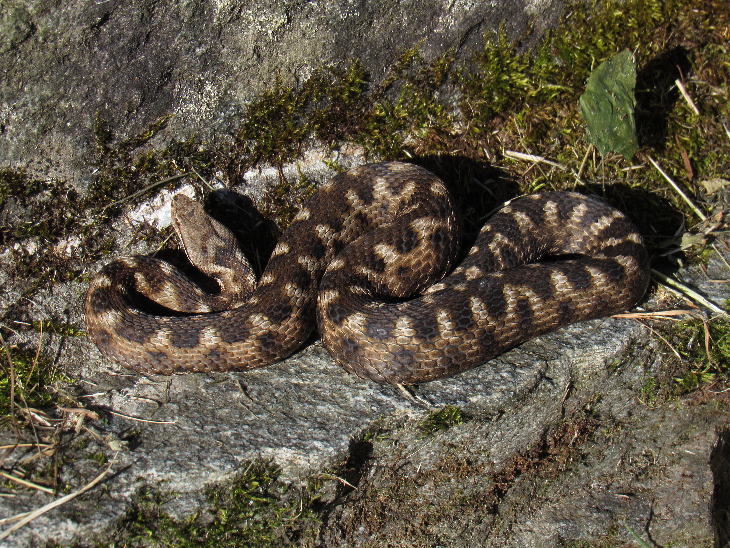 Vipera aspis aspis ex atra, femmina