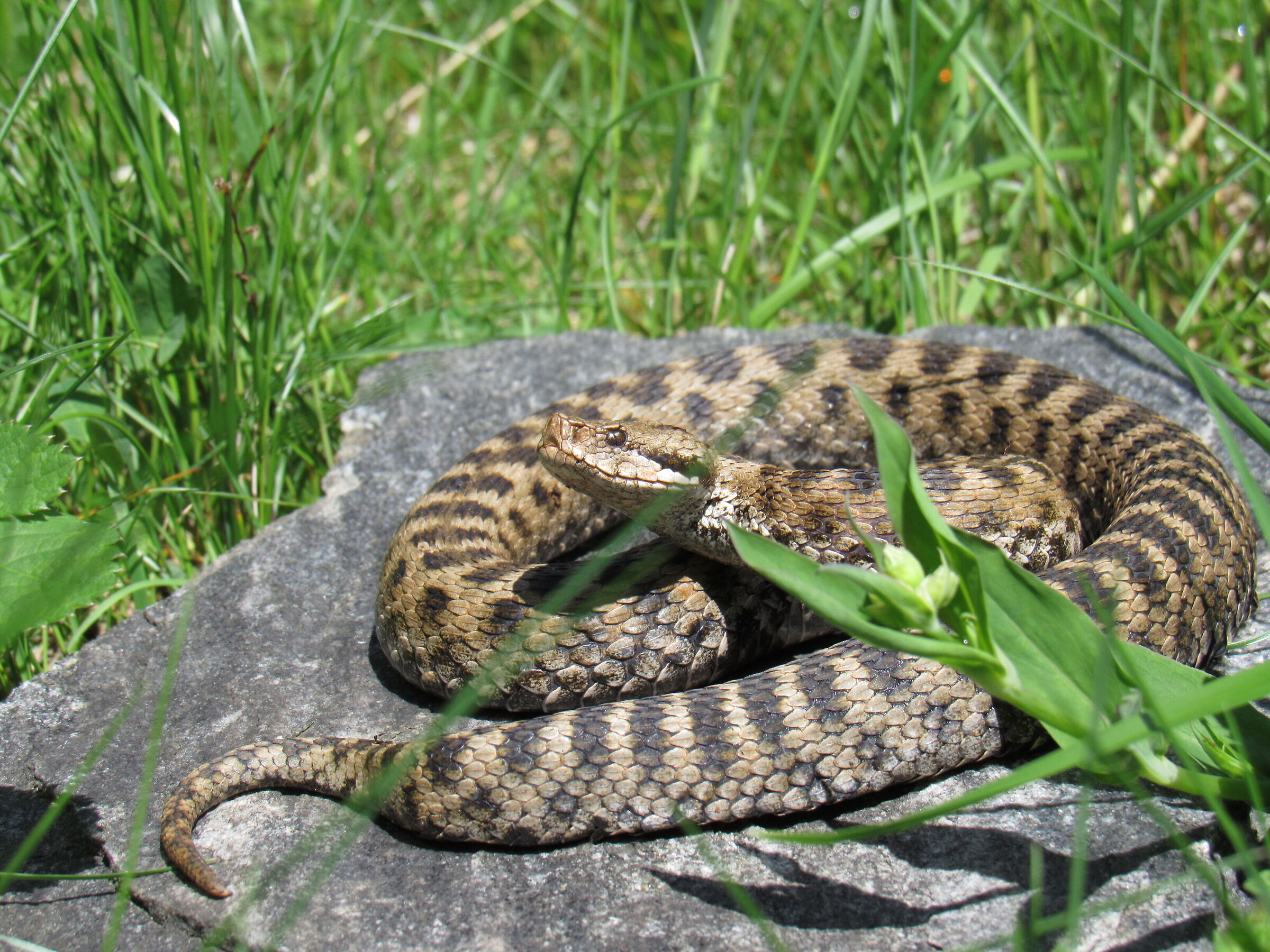 Vipera aspis aspis ex atra, femmina