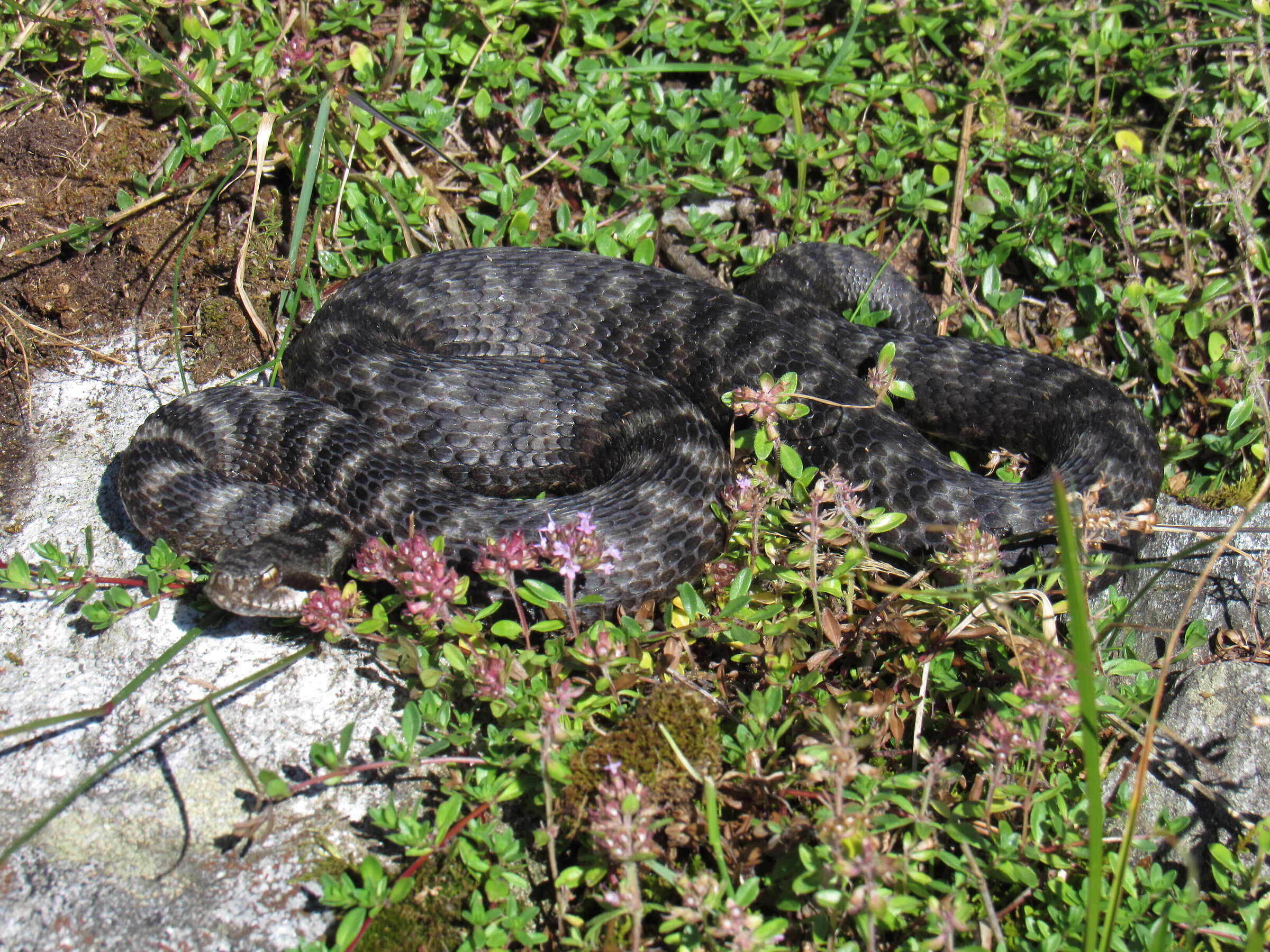 Vipera aspis aspis ex atra, femmina