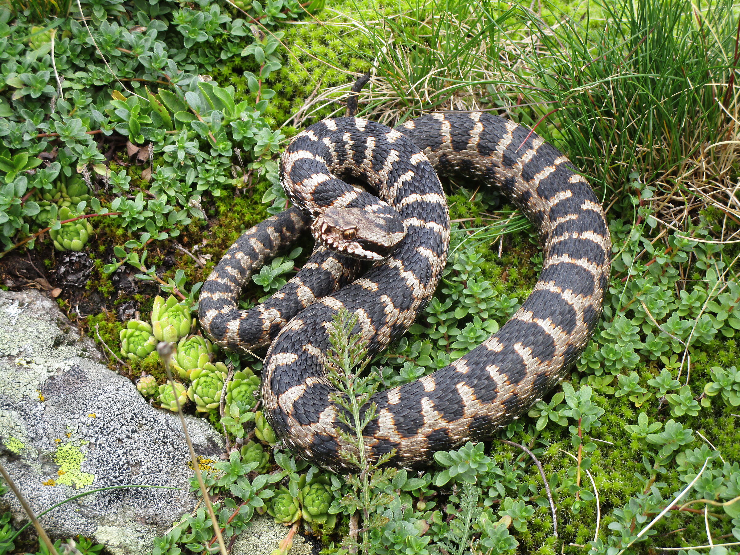 Vipera aspis aspis ex atra, maschio