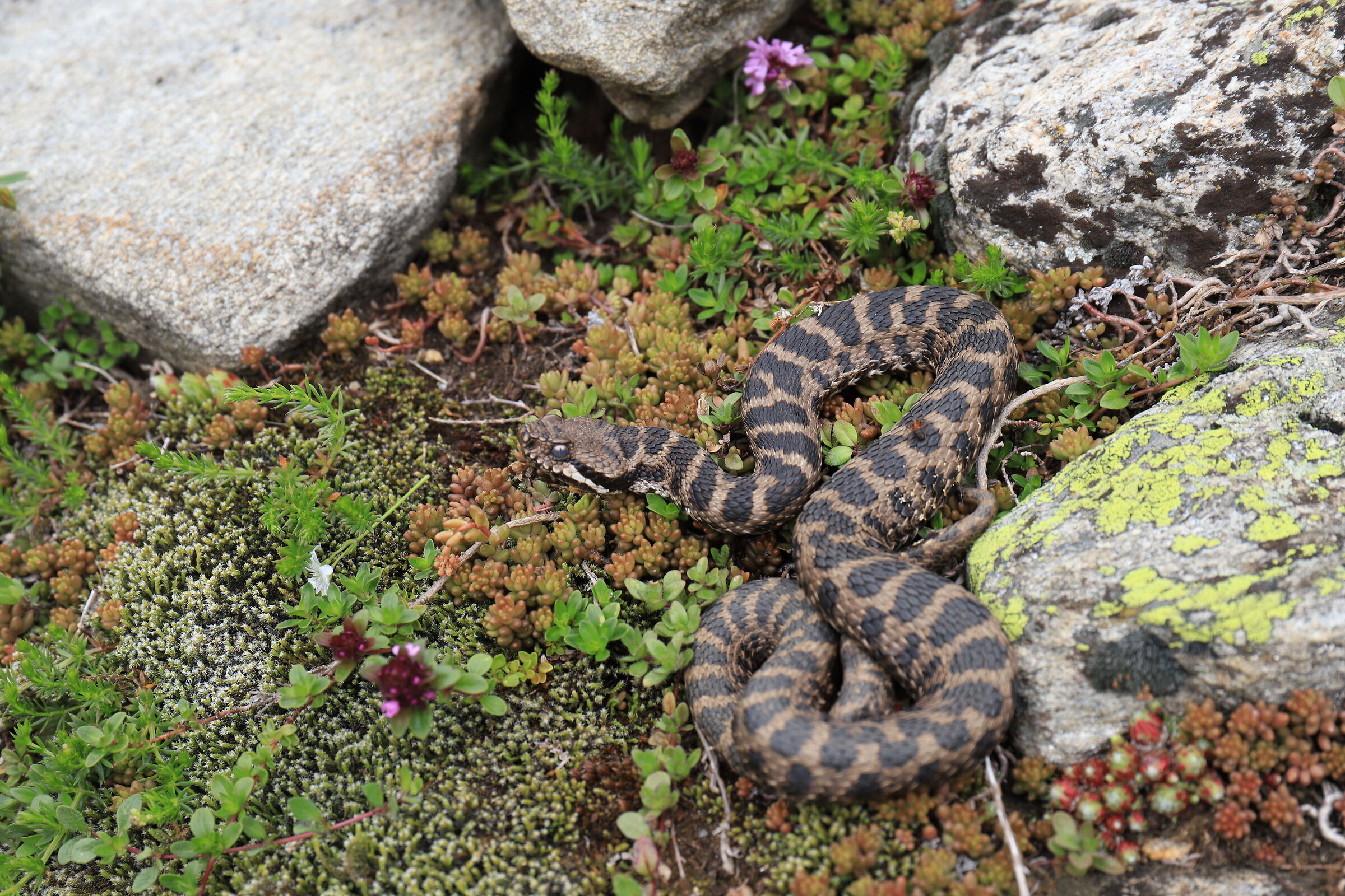 Vipera aspis aspis ex atra, maschio