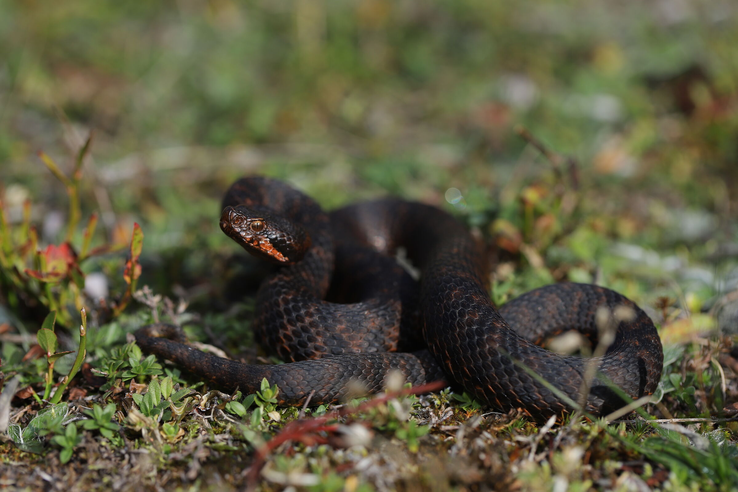 Vipera aspis aspis ex atra, femmina