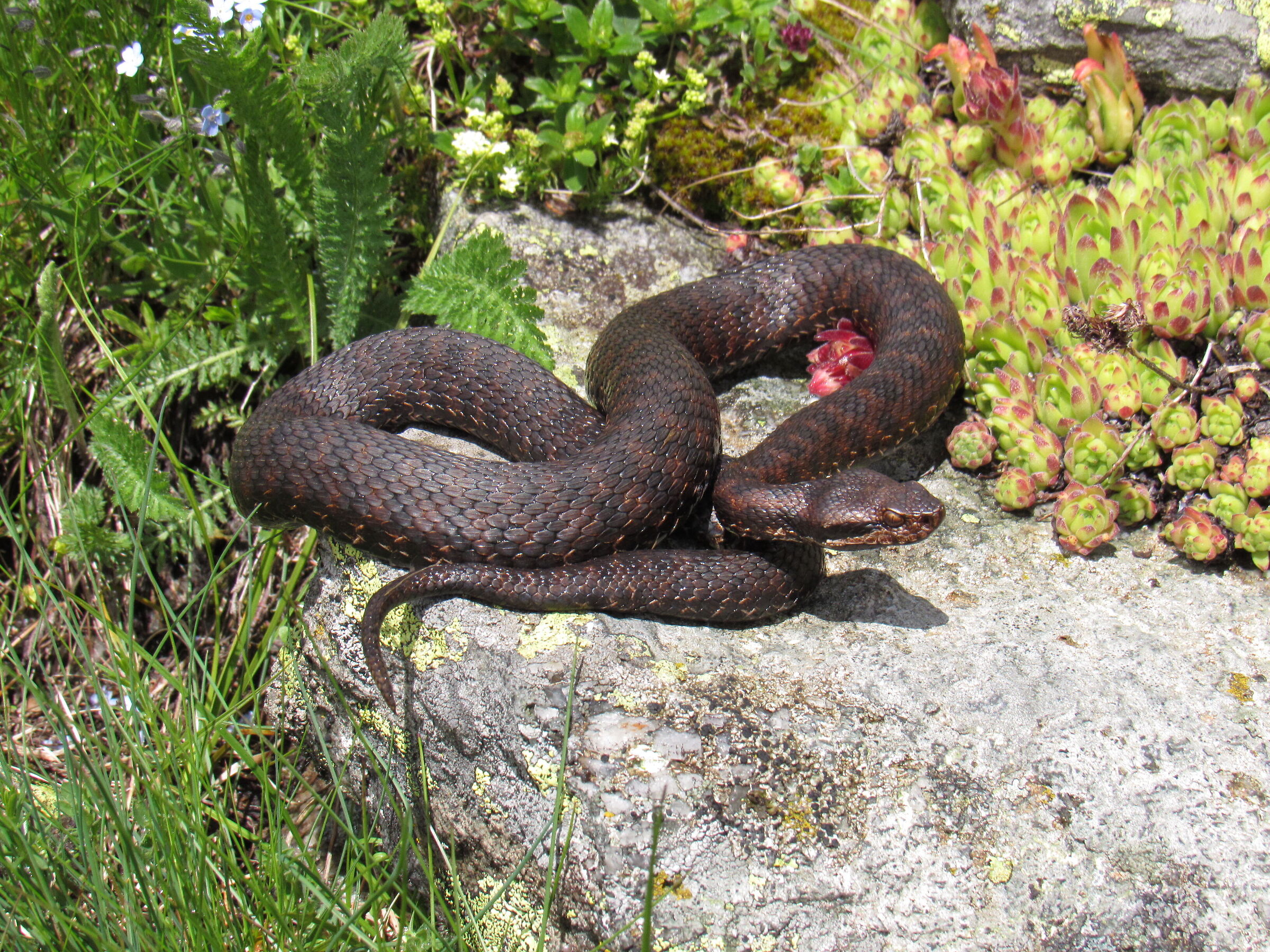 Vipera aspis aspis ex atra, femmina