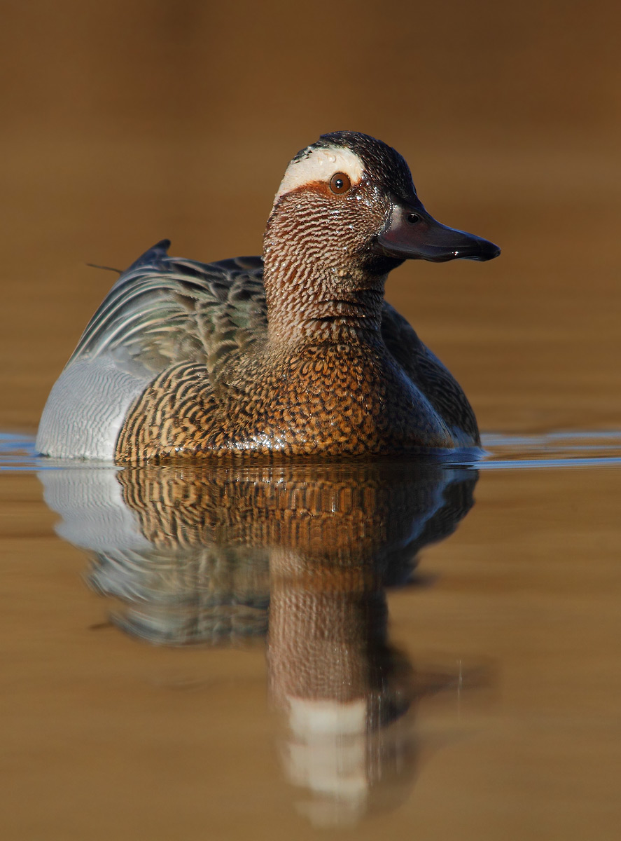 Garganey