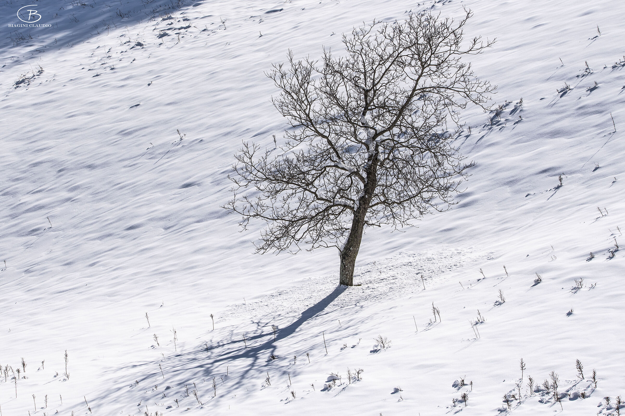 Solitario tra la neve