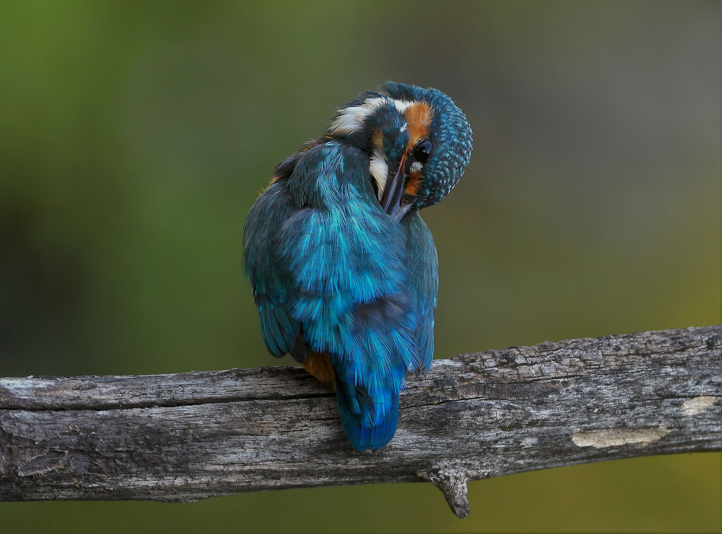 Pulizia piume del Martin Pescatore