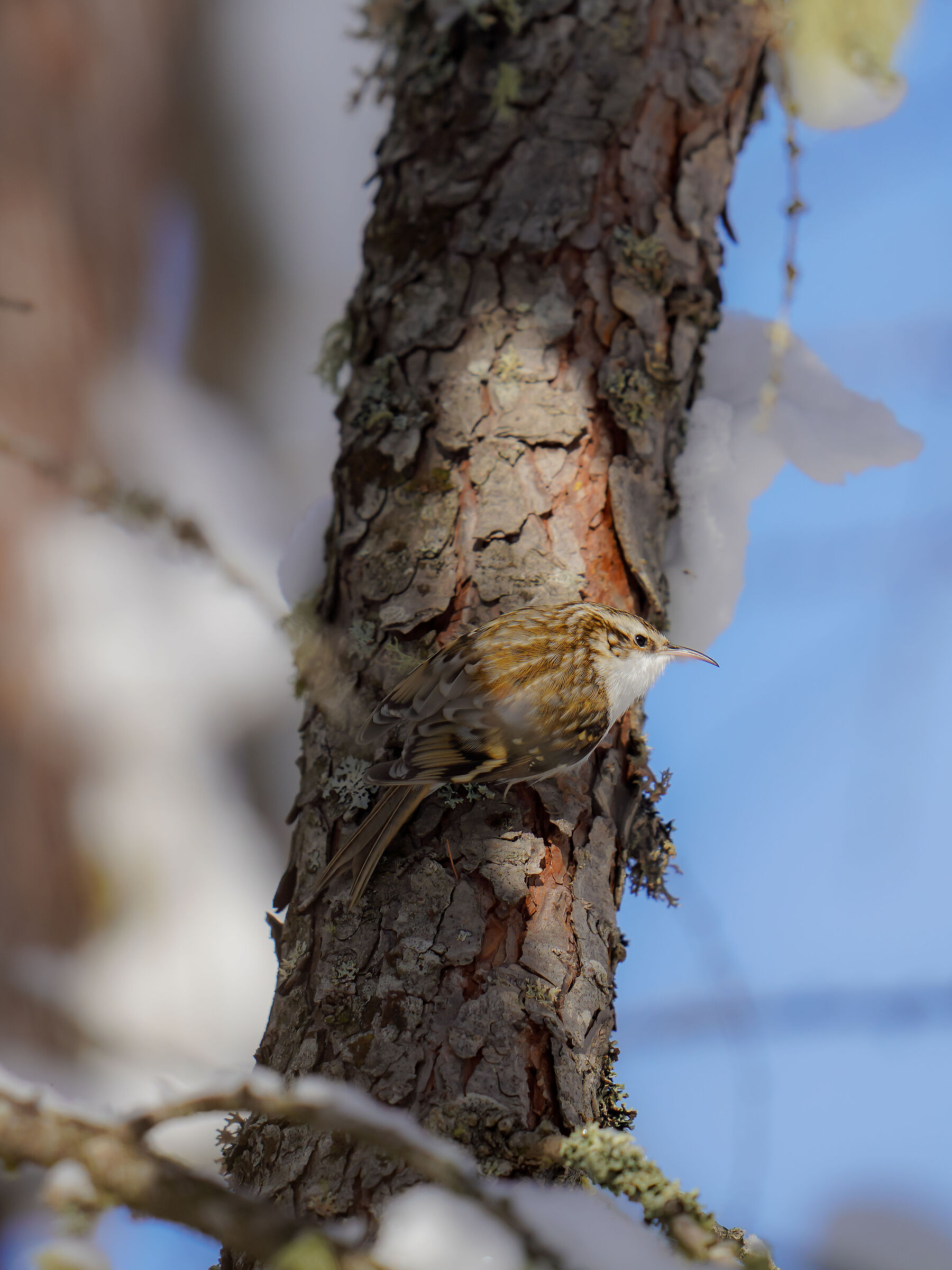 Alpestre Vine (Certhia familiaris)