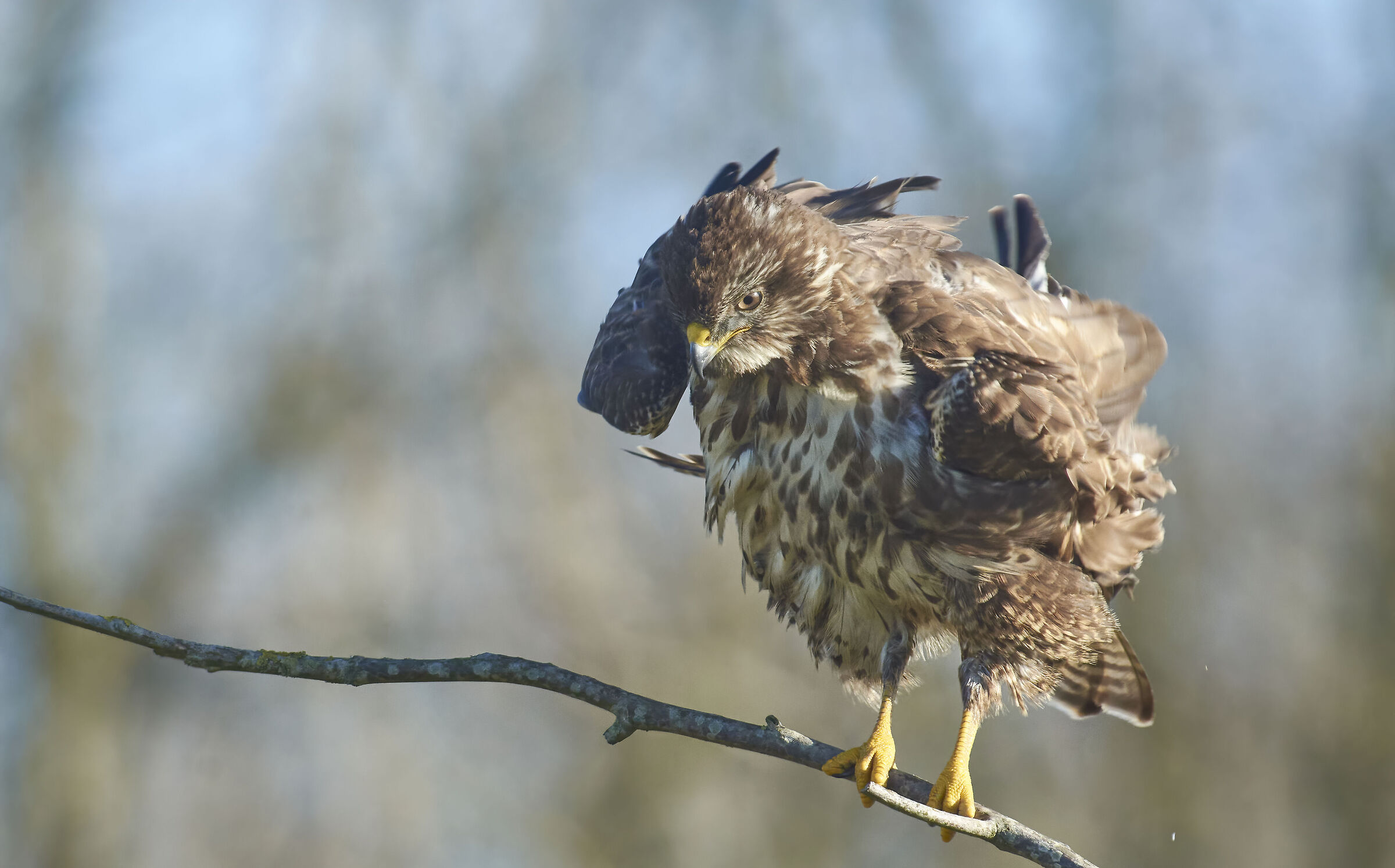 Poiana comune europea (Buteo buteo)