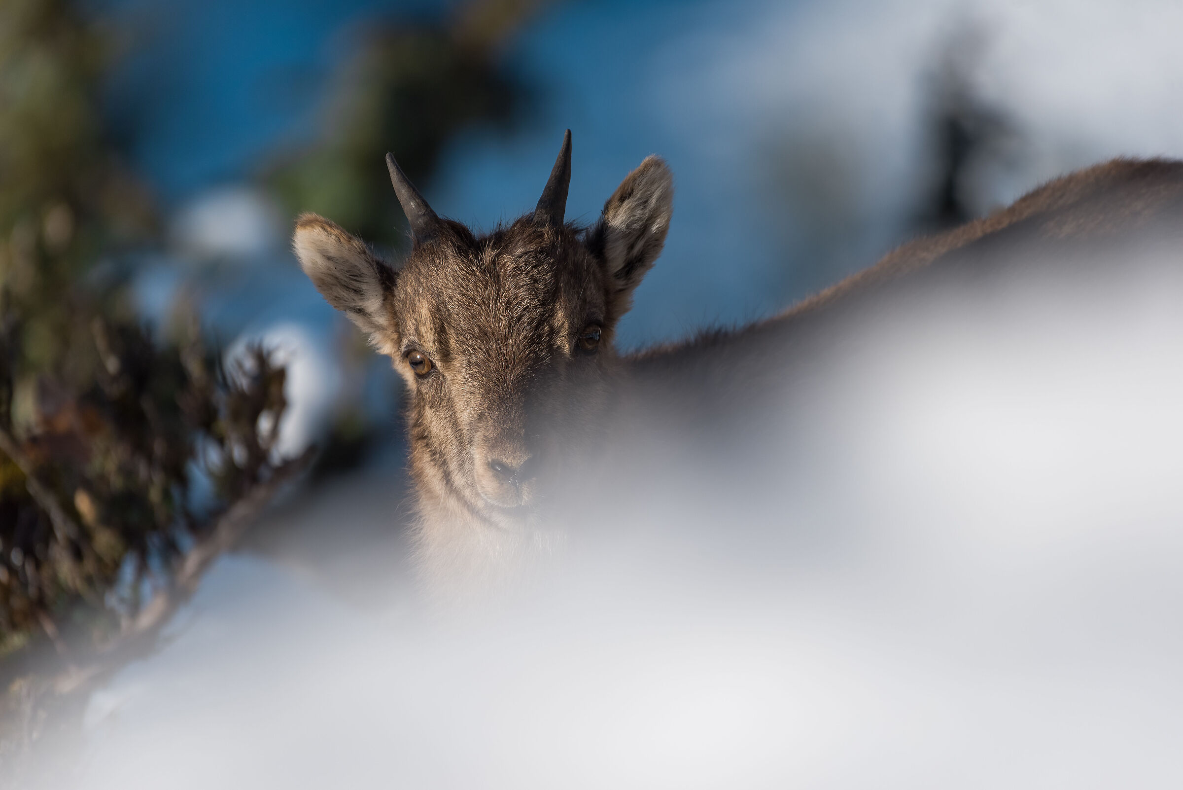 Ibex puppy