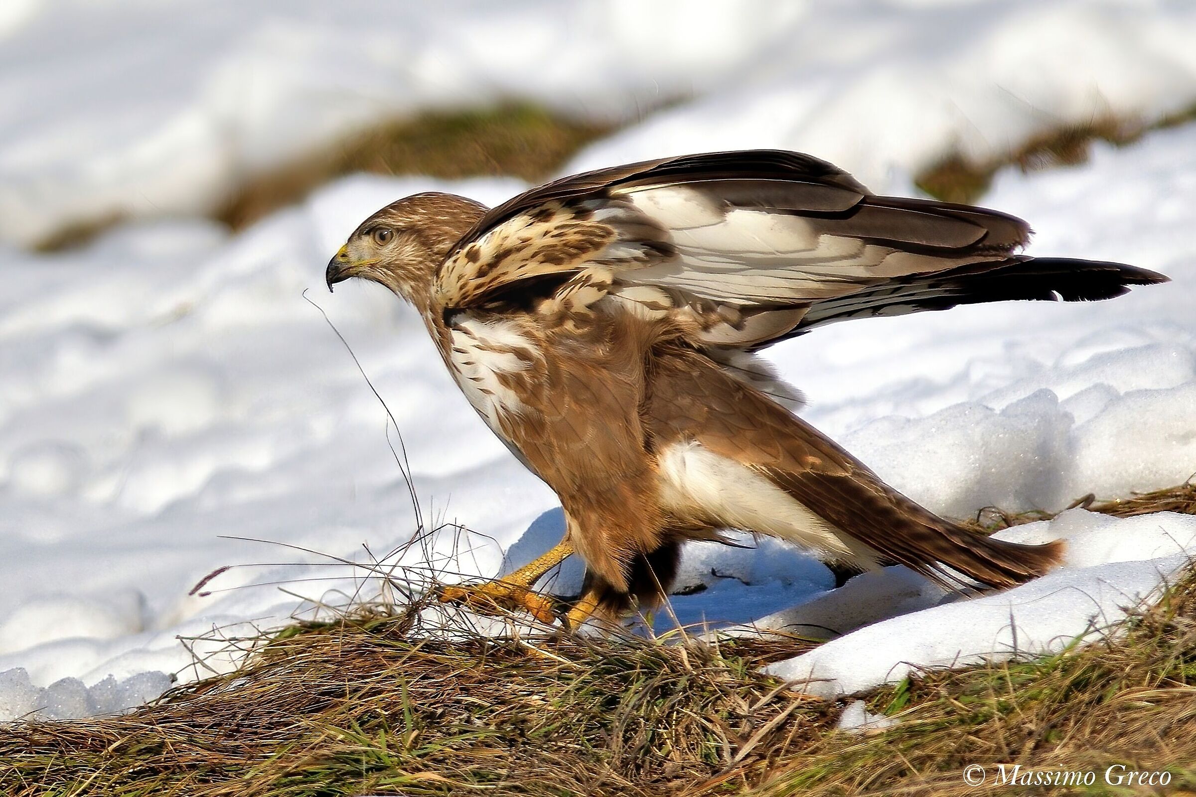 Poiana landing in the snow