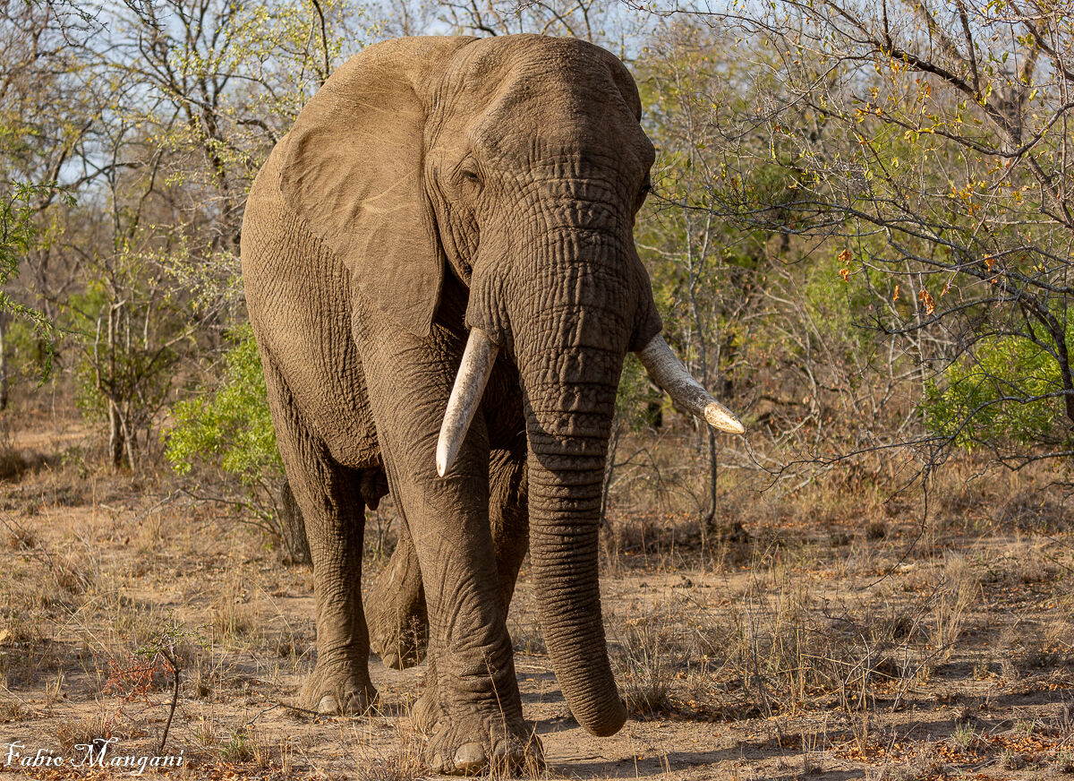 Elefante africano -Kruger Park -