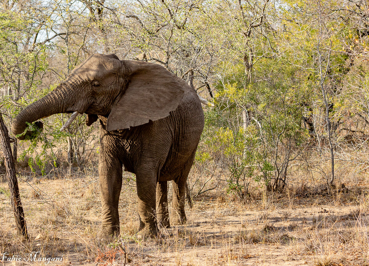 Elefante africano -Kruger Park -