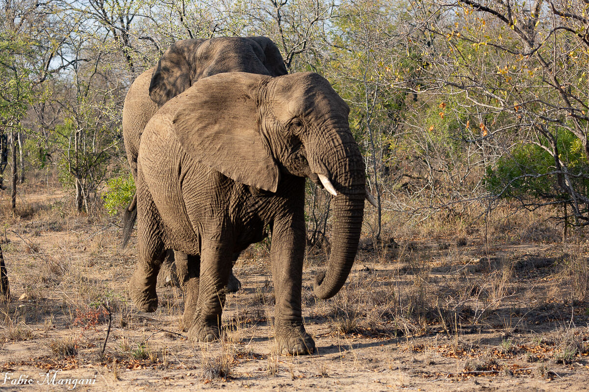 African Elephant -Kruger Park -