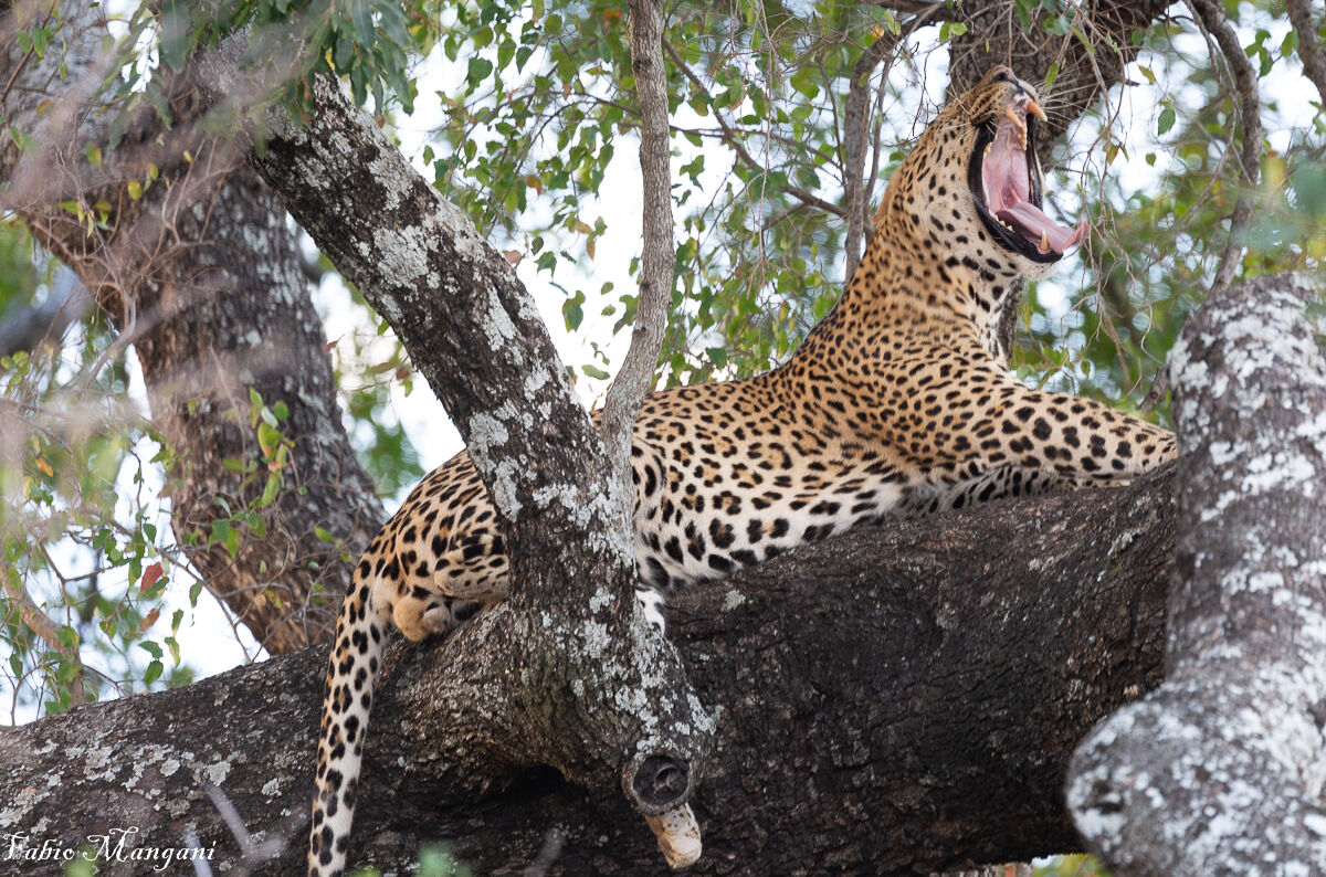 lo sbadiglio del leopardo