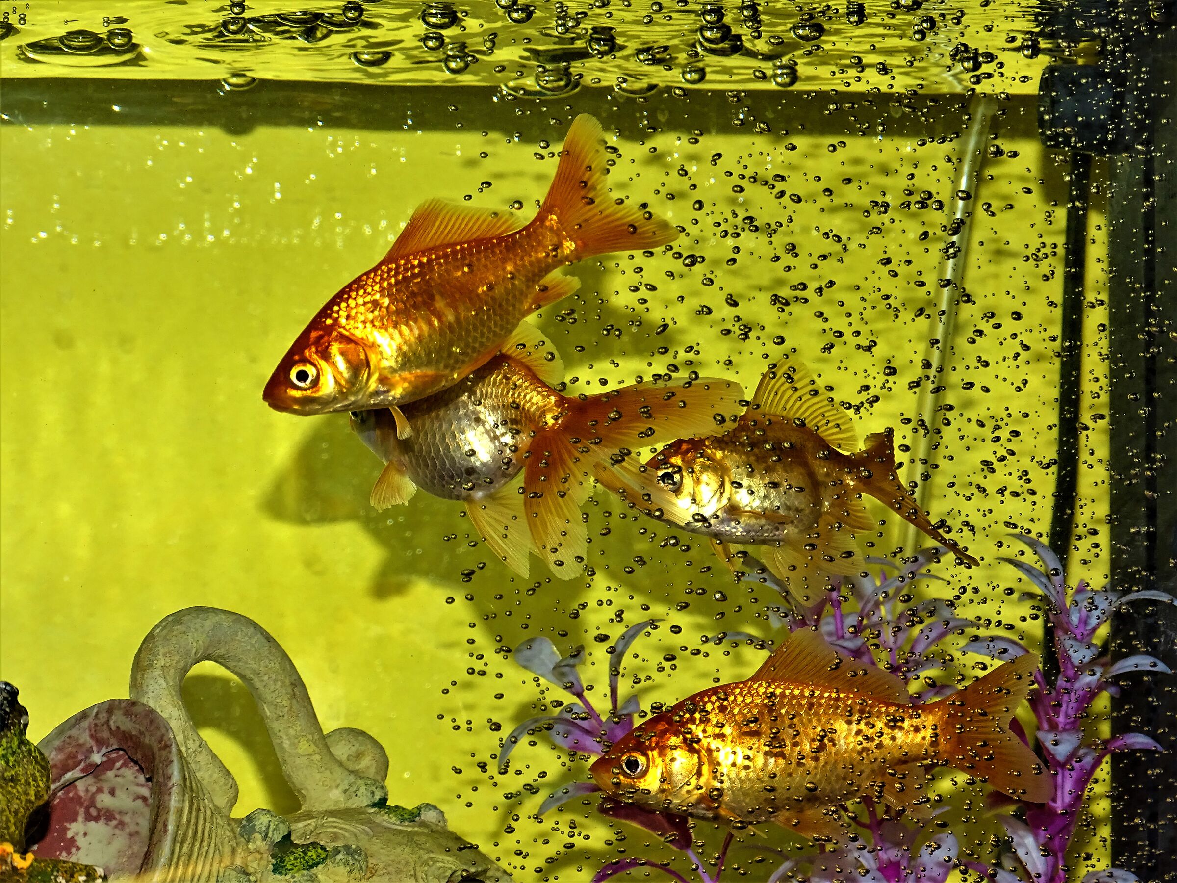 assembramento nell'acquario...