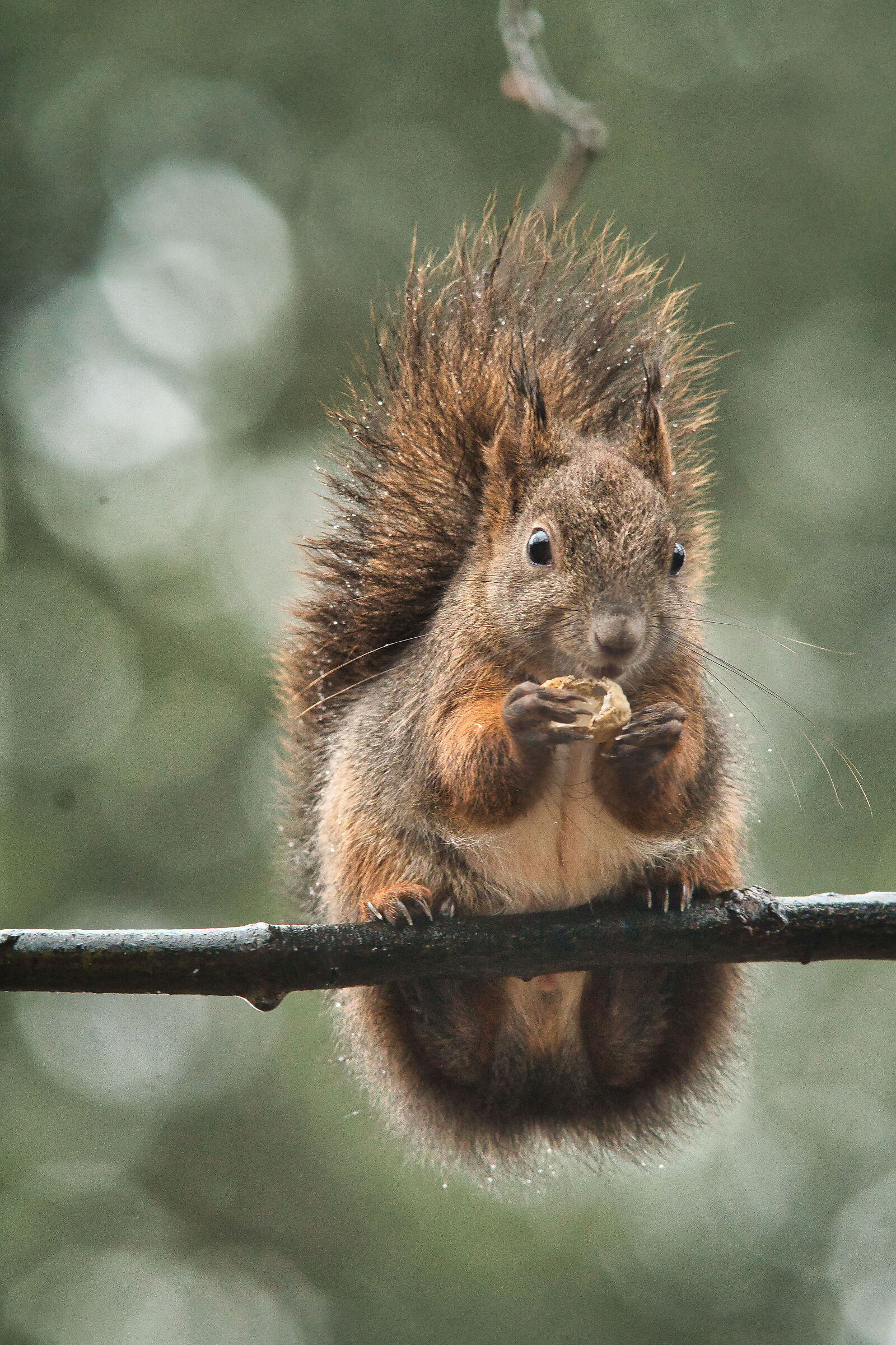 Common Squirrel