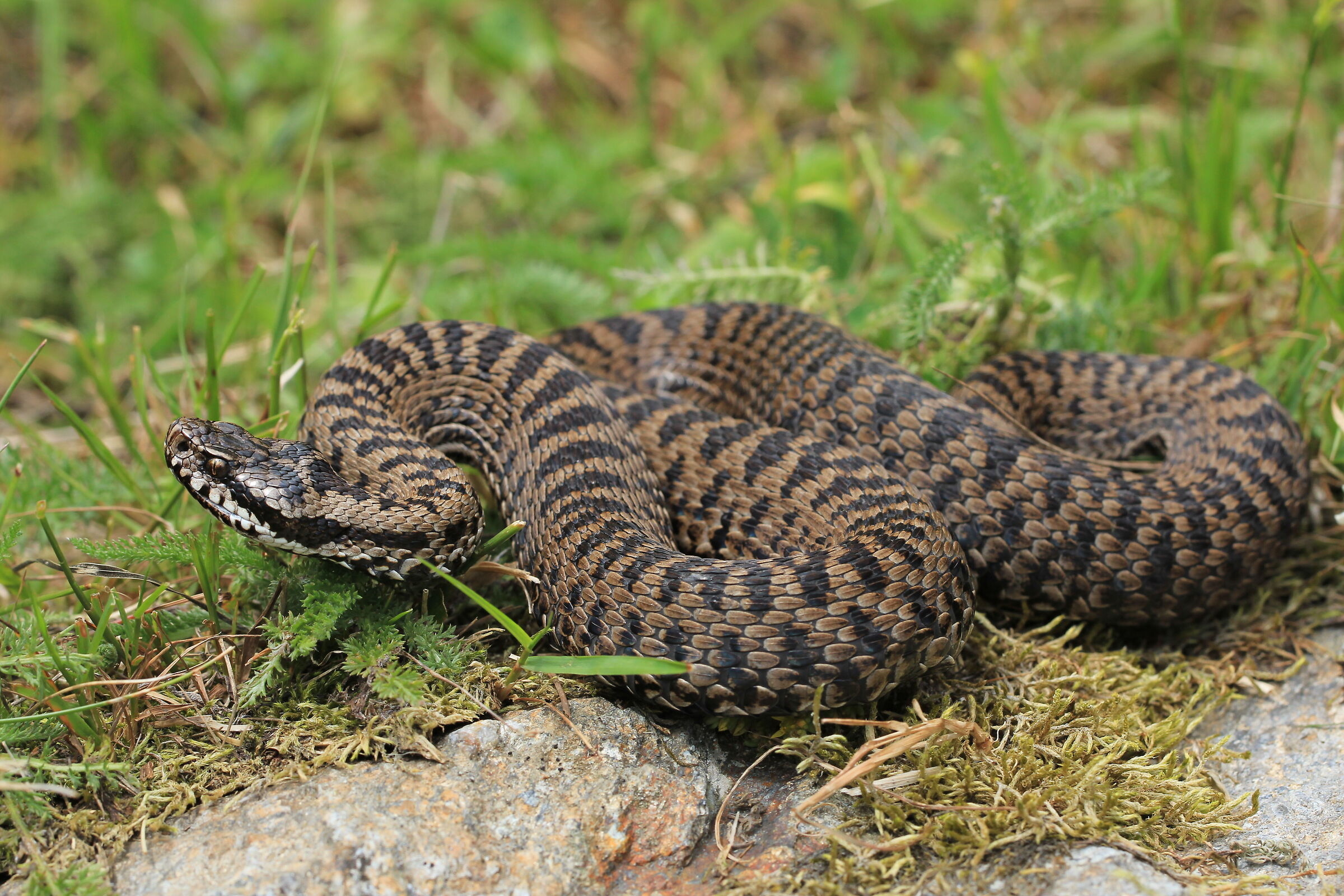 Vipera walser, femmina