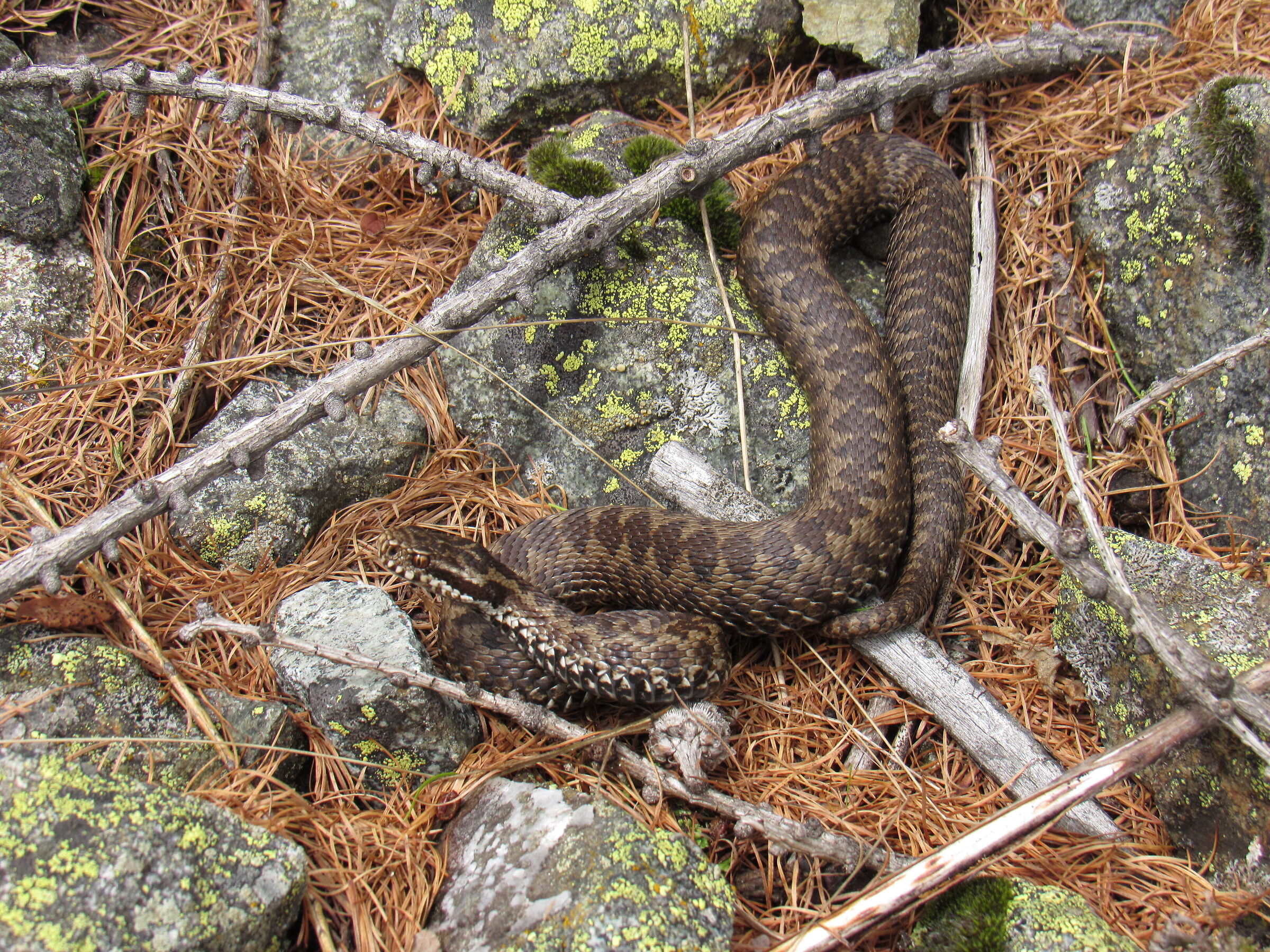 Vipera berus ssp. berus, femmina