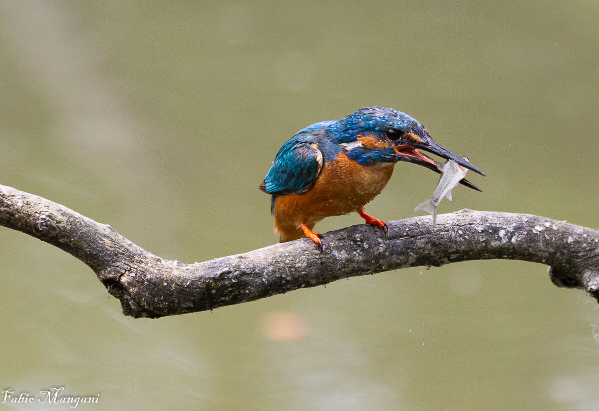 Kingfisher