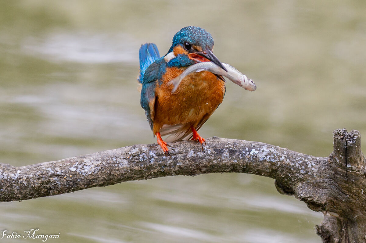 Kingfisher