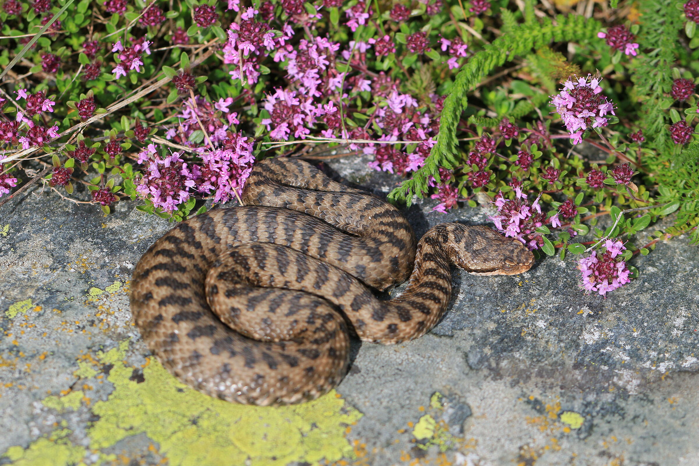 Vipera aspis aspis ex atra, femmina