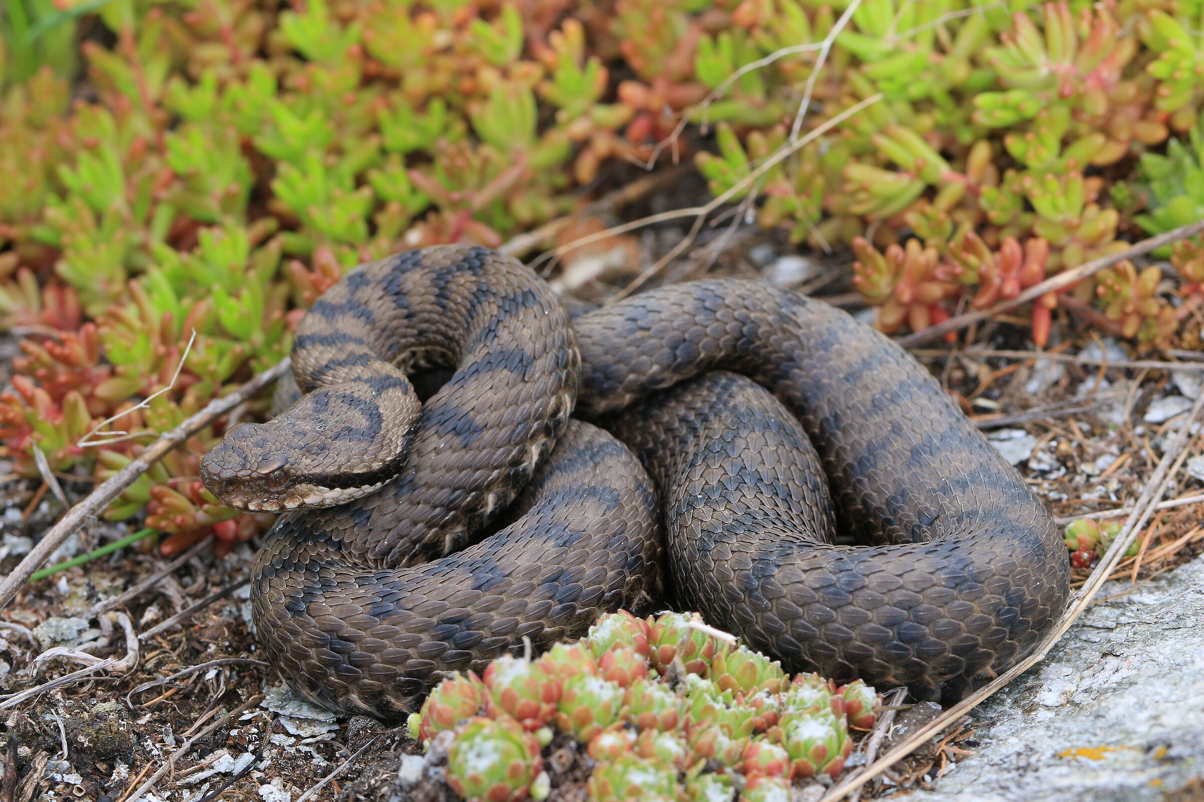 Vipera aspis aspis ex atra, femmina