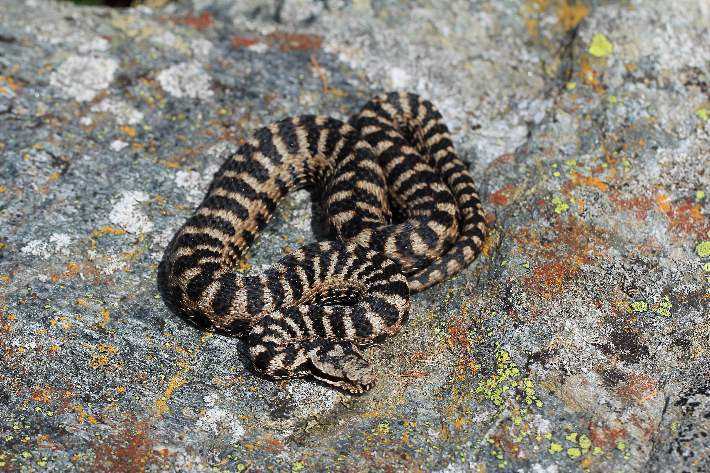 Vipera aspis aspis ex atra, maschio