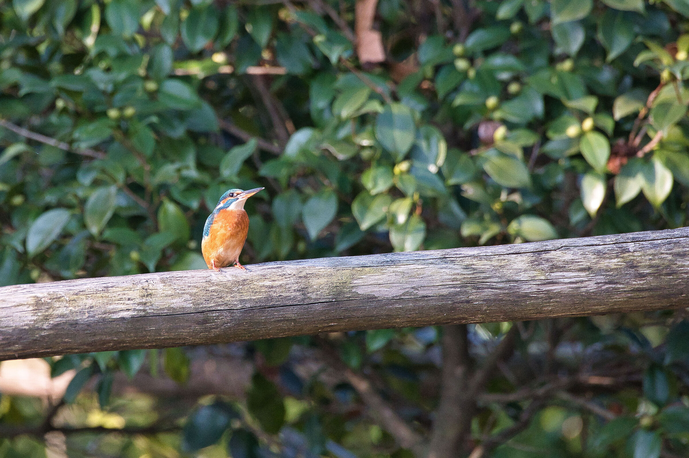 Kingfisher