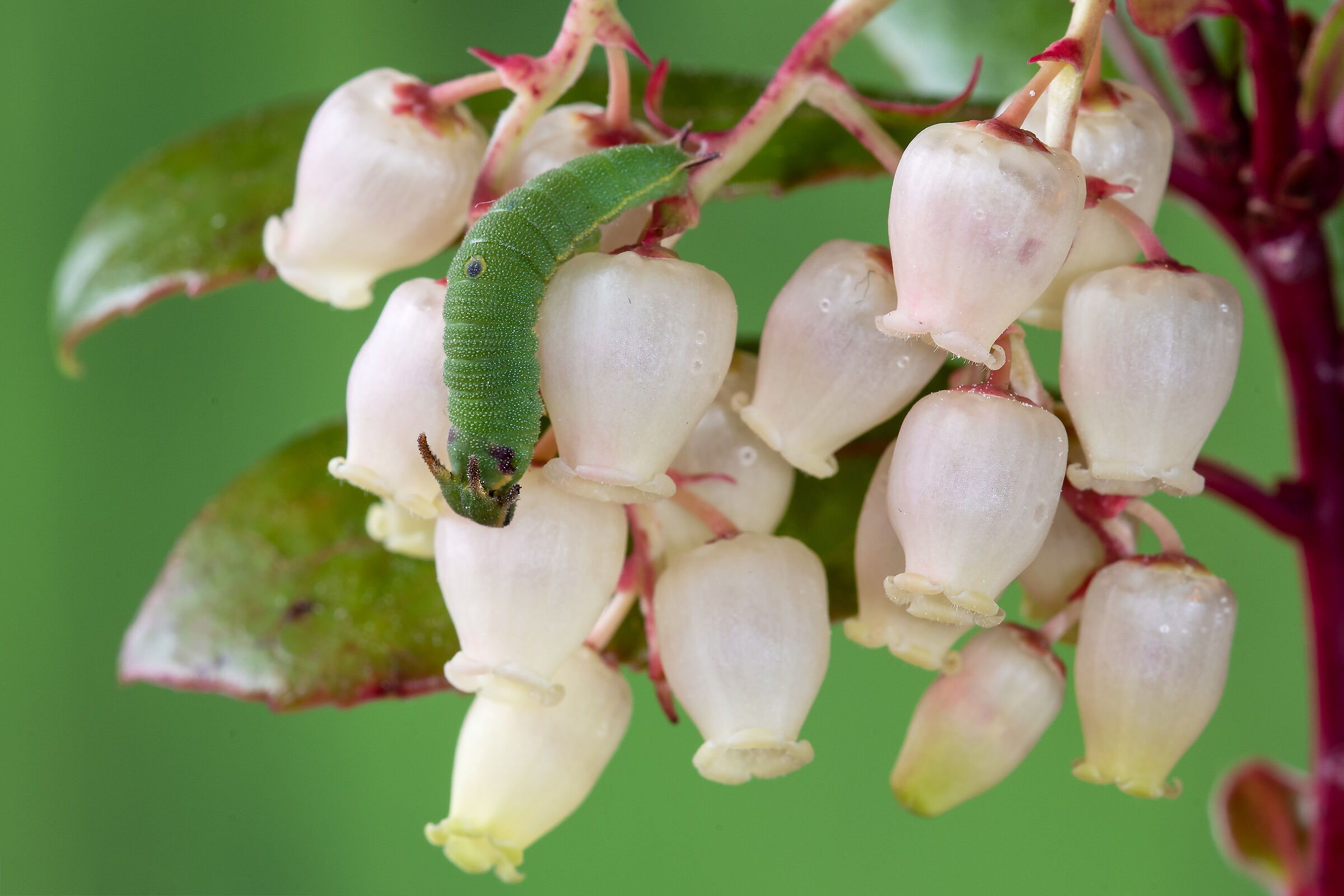 Caterpillar of Charaxes jasius