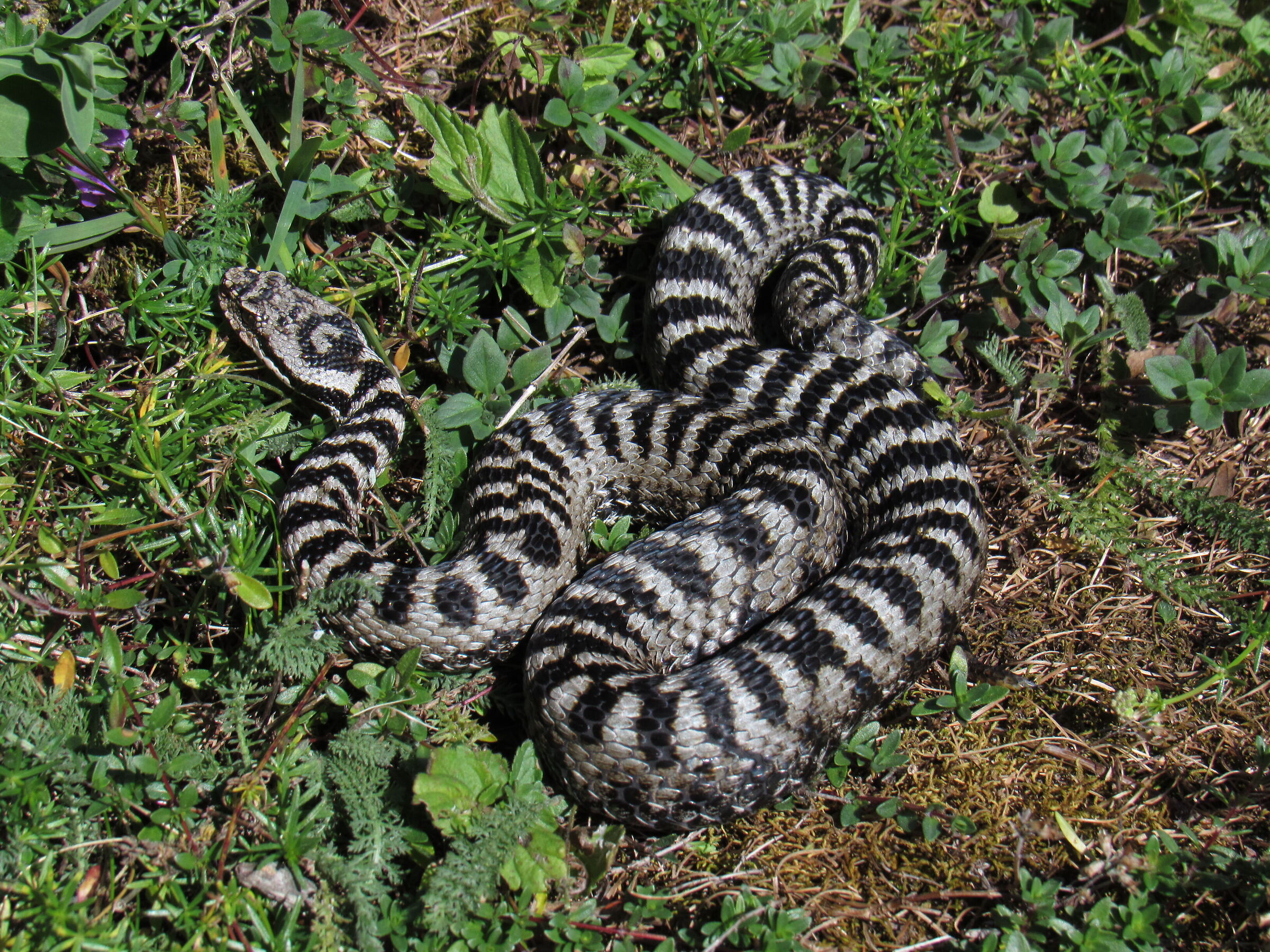 Vipera aspis aspis ex atra, maschio