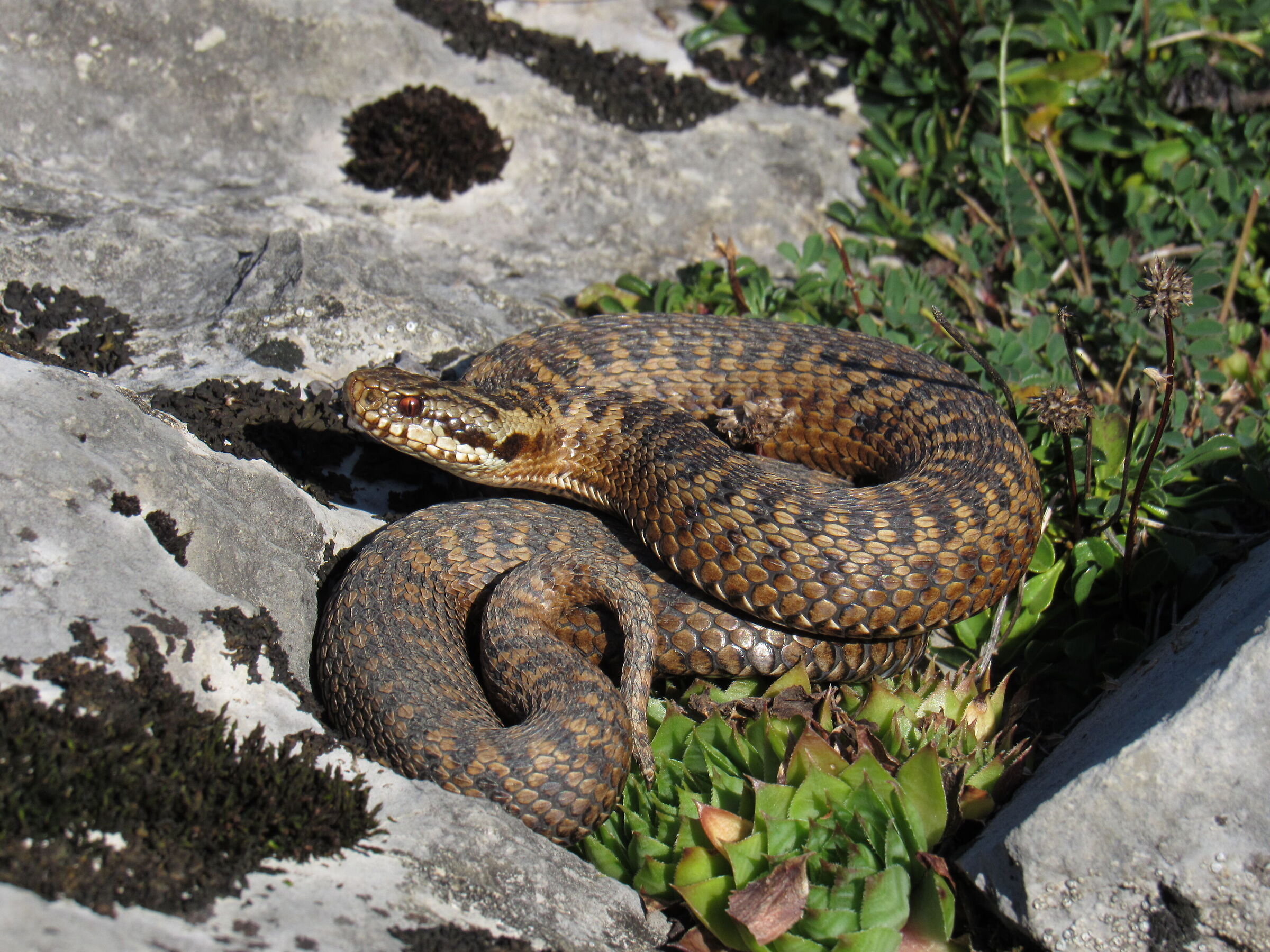 Vipera berus ssp. berus, femmina