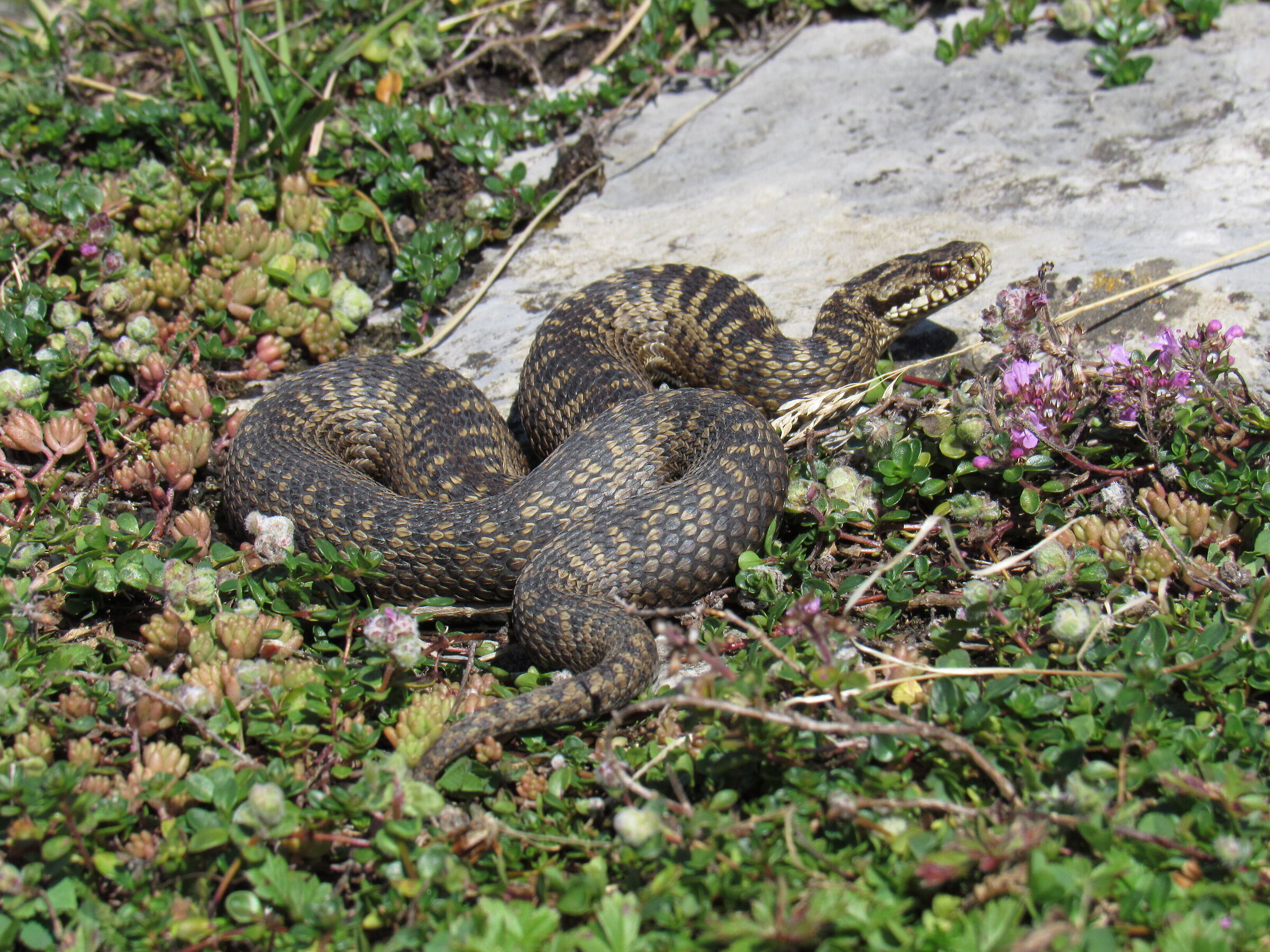 Vipera berus ssp. berus, femmina