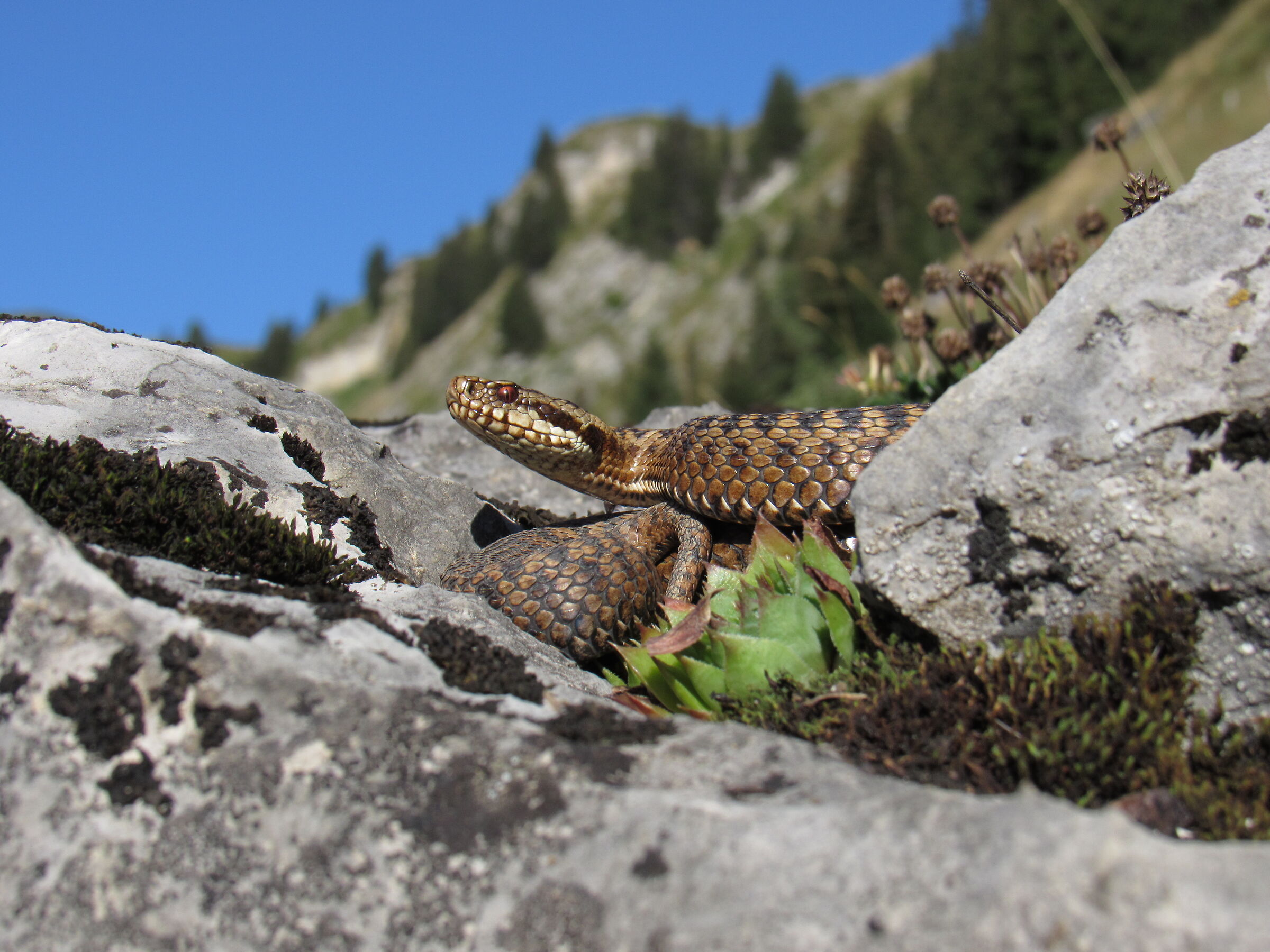Vipera berus ssp. berus, femmina, 1850m
