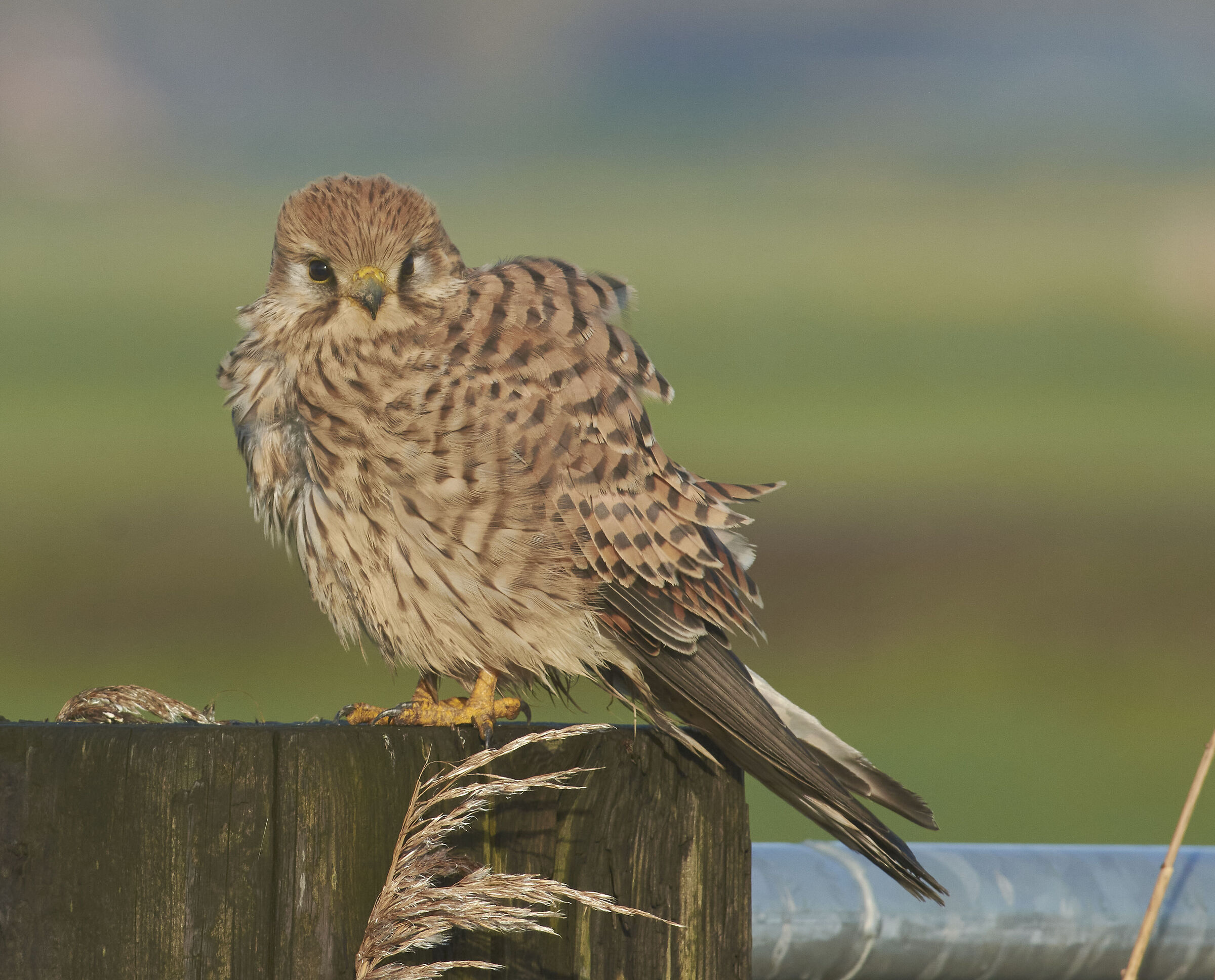 Gheppio europeo