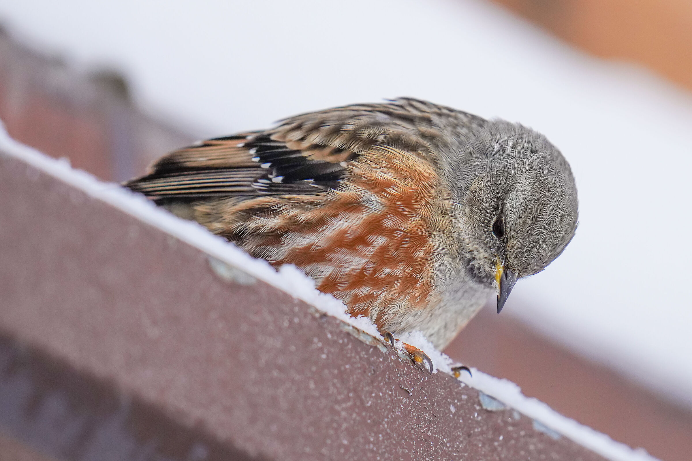 Sordone (Prunella collaris) curious