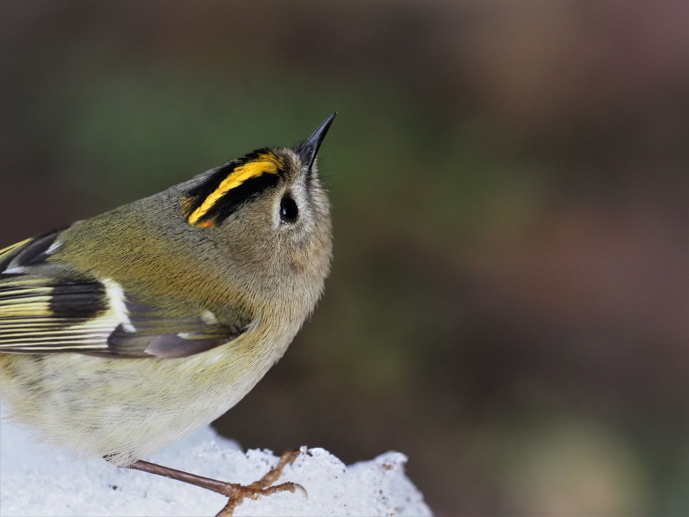 primo piano del "piccoletto"...no crop