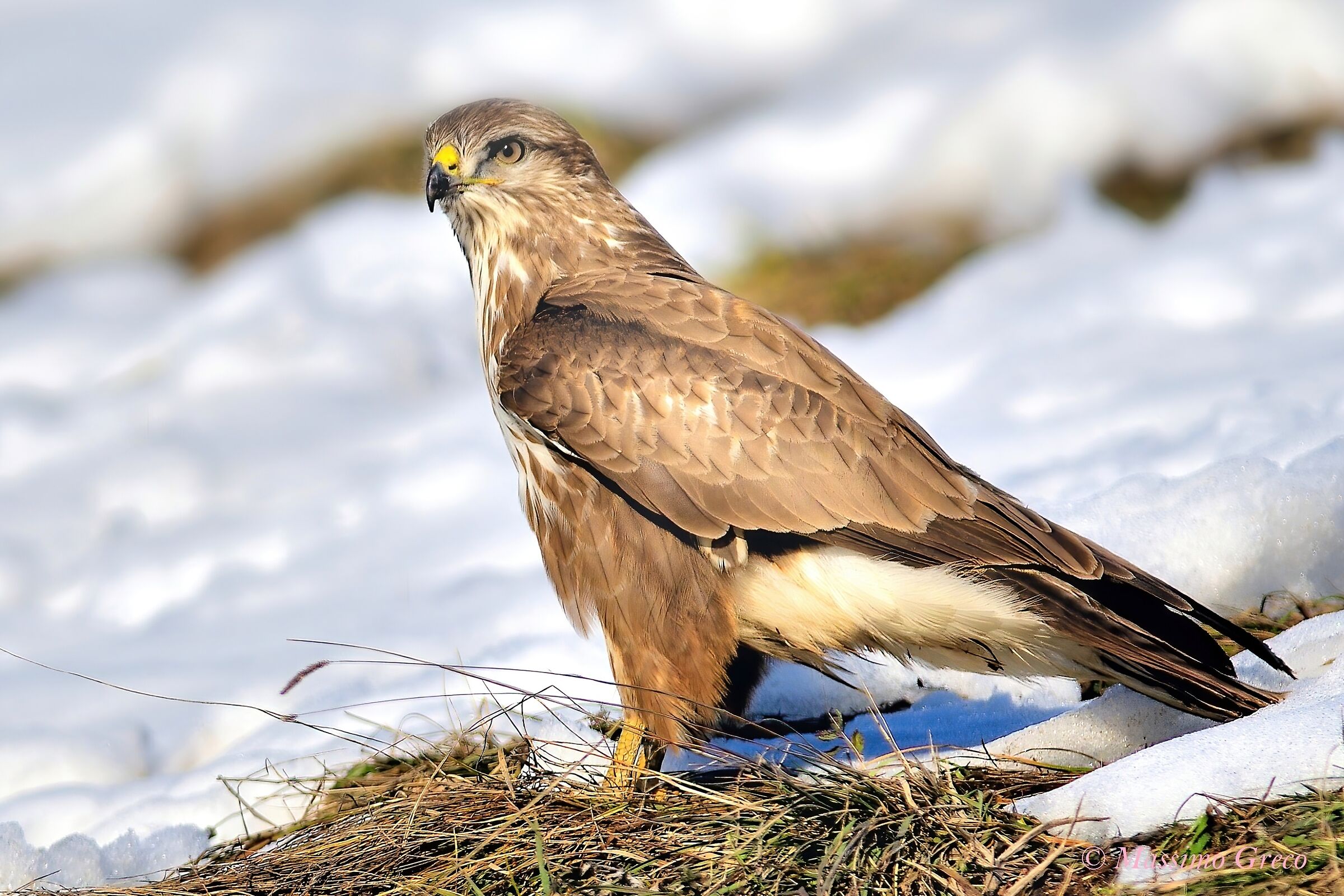 Poiana comune (Buteo buteo)