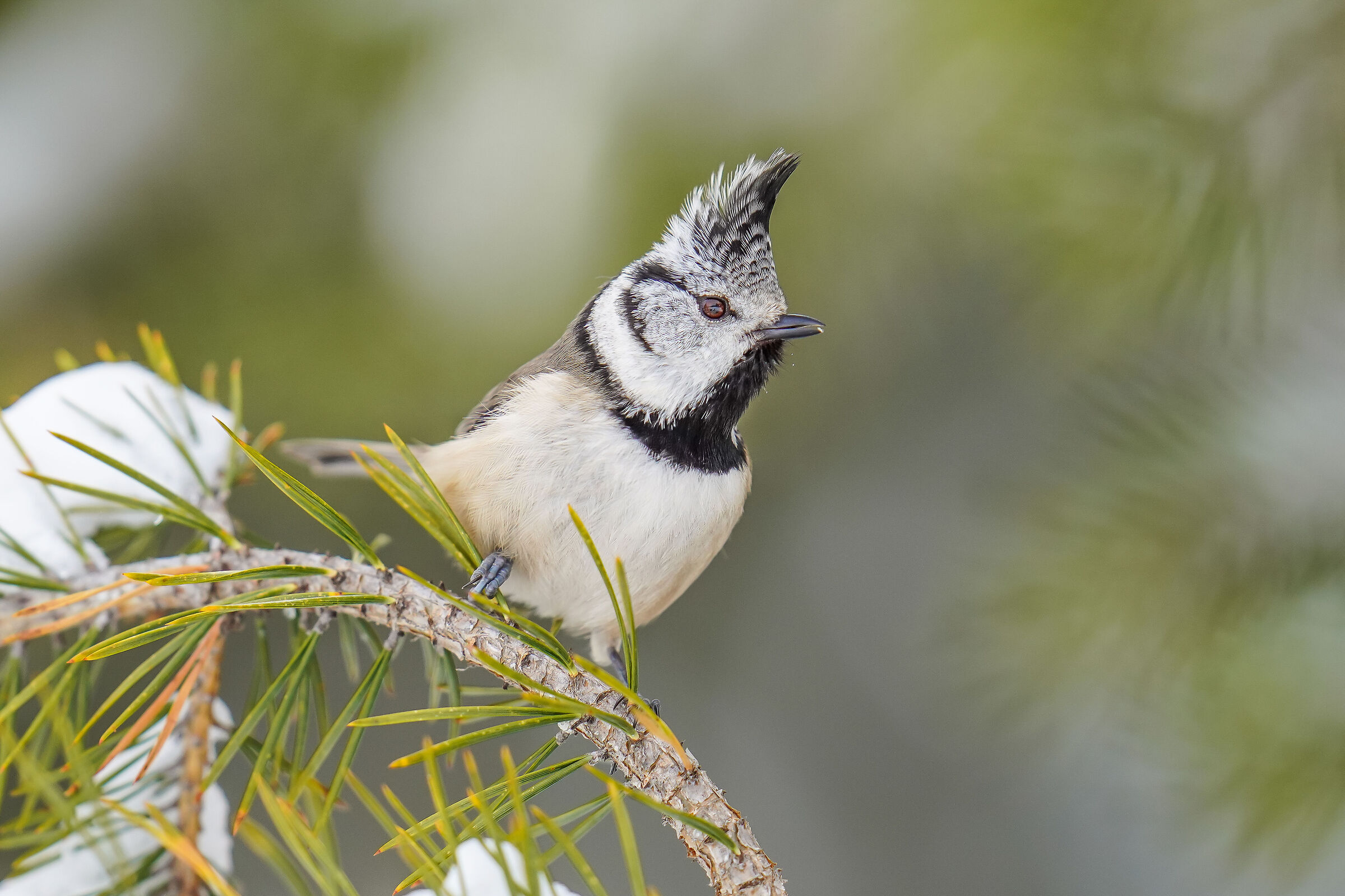 Tufted Cincia (Lophophanes cristatus)
