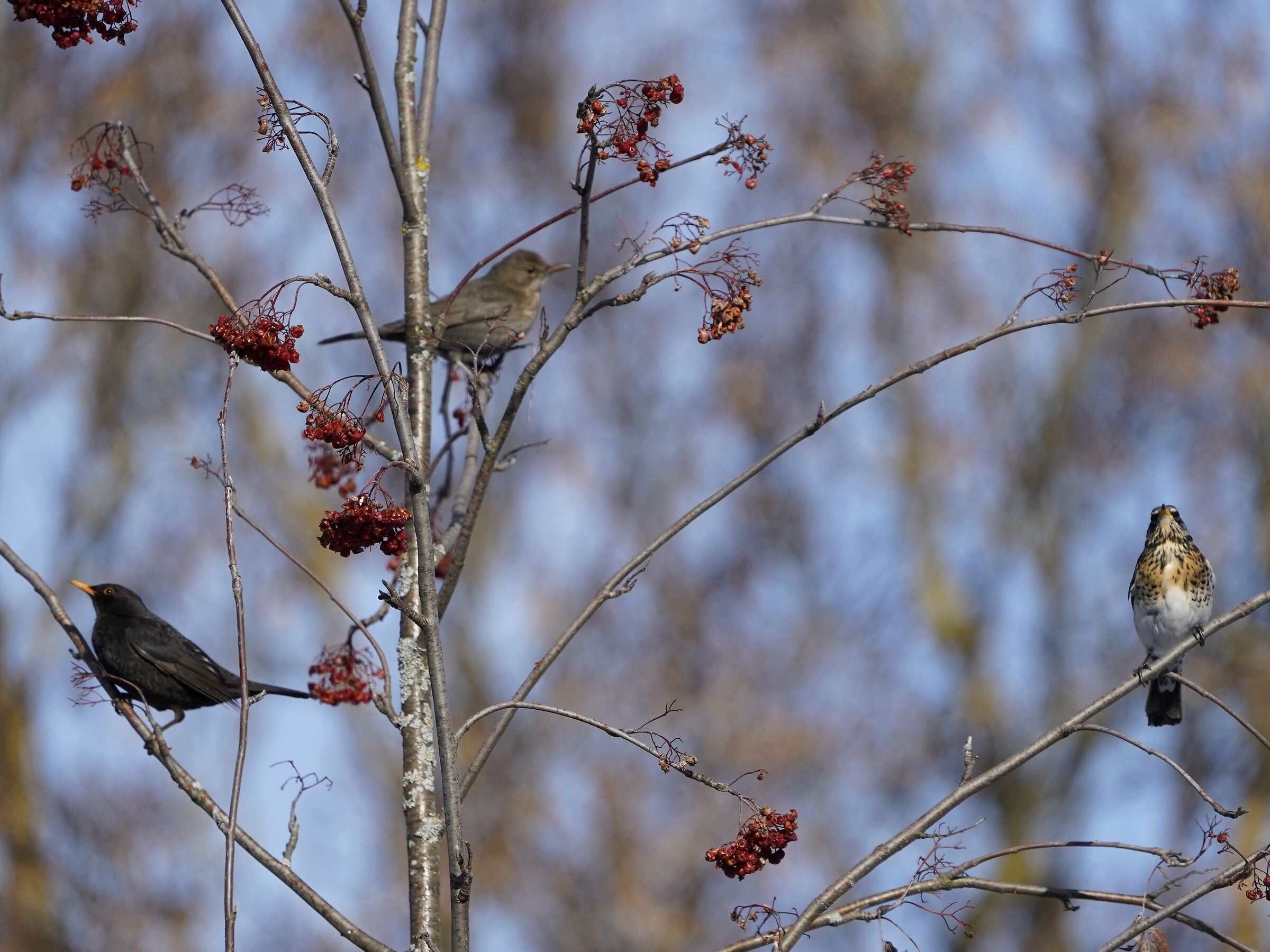 coppia di merli e cesena sul sorbo