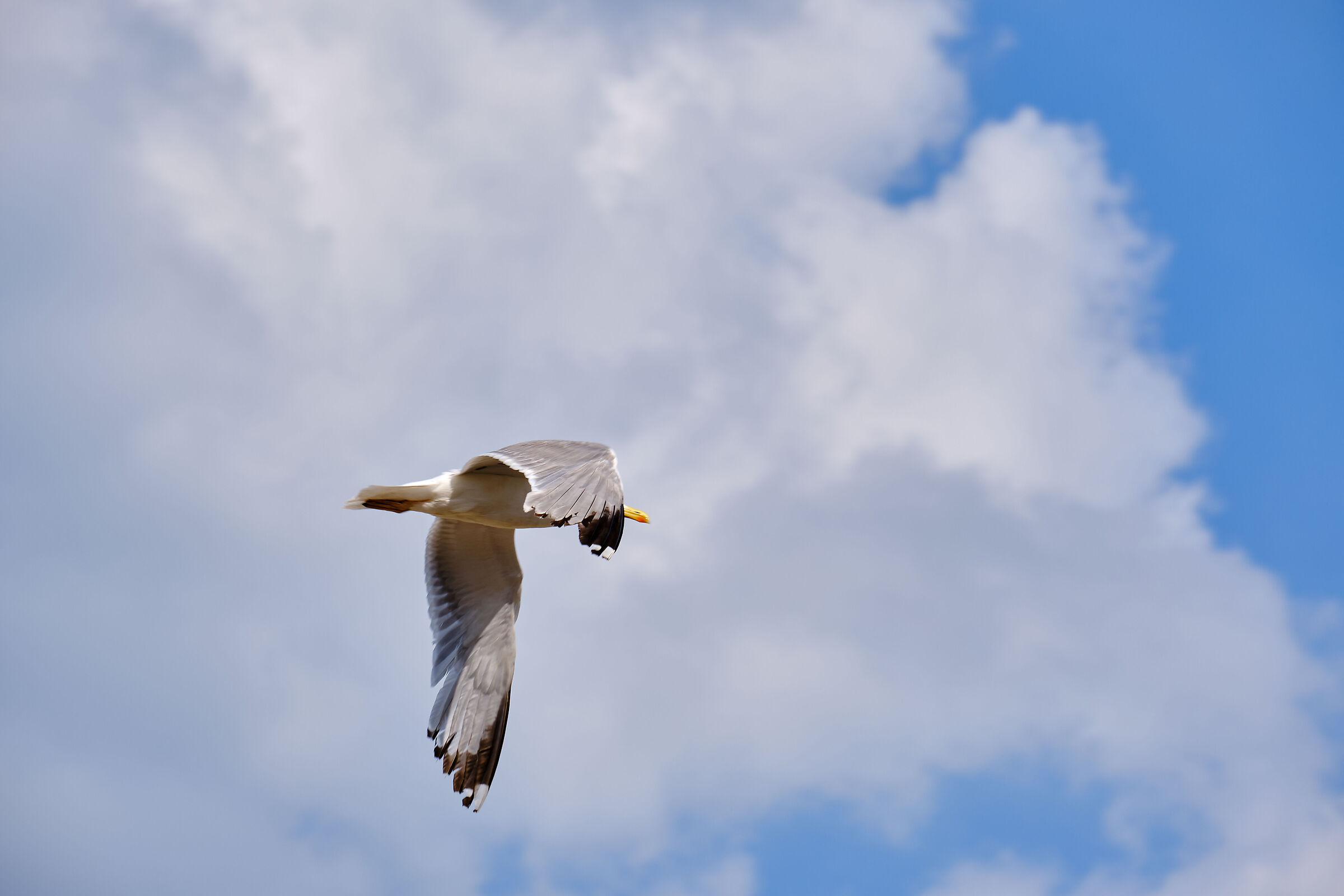 Seagull in flight