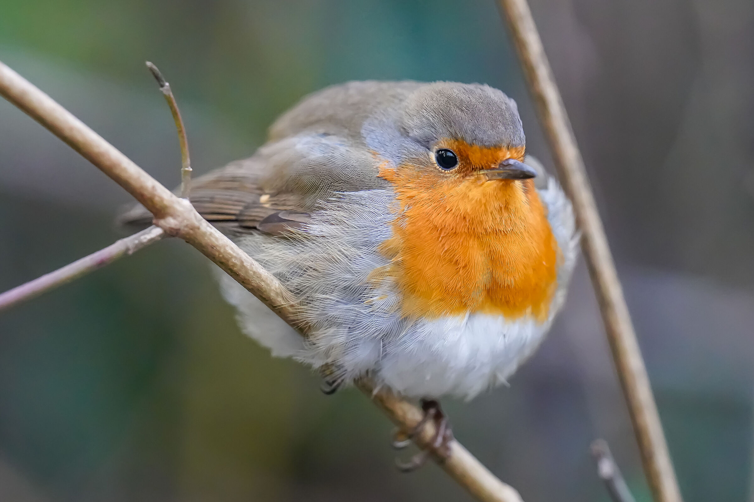 Steamy robin