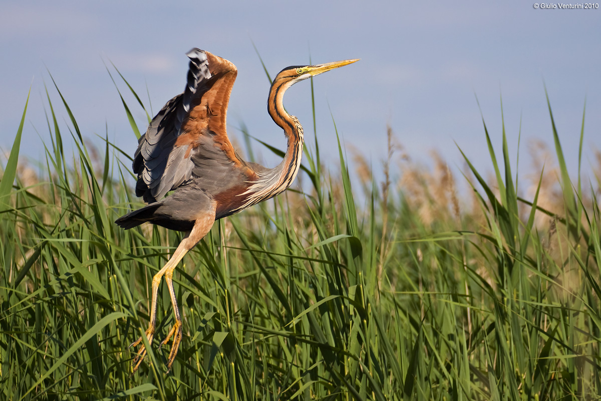 Airone Rosso al decollo...