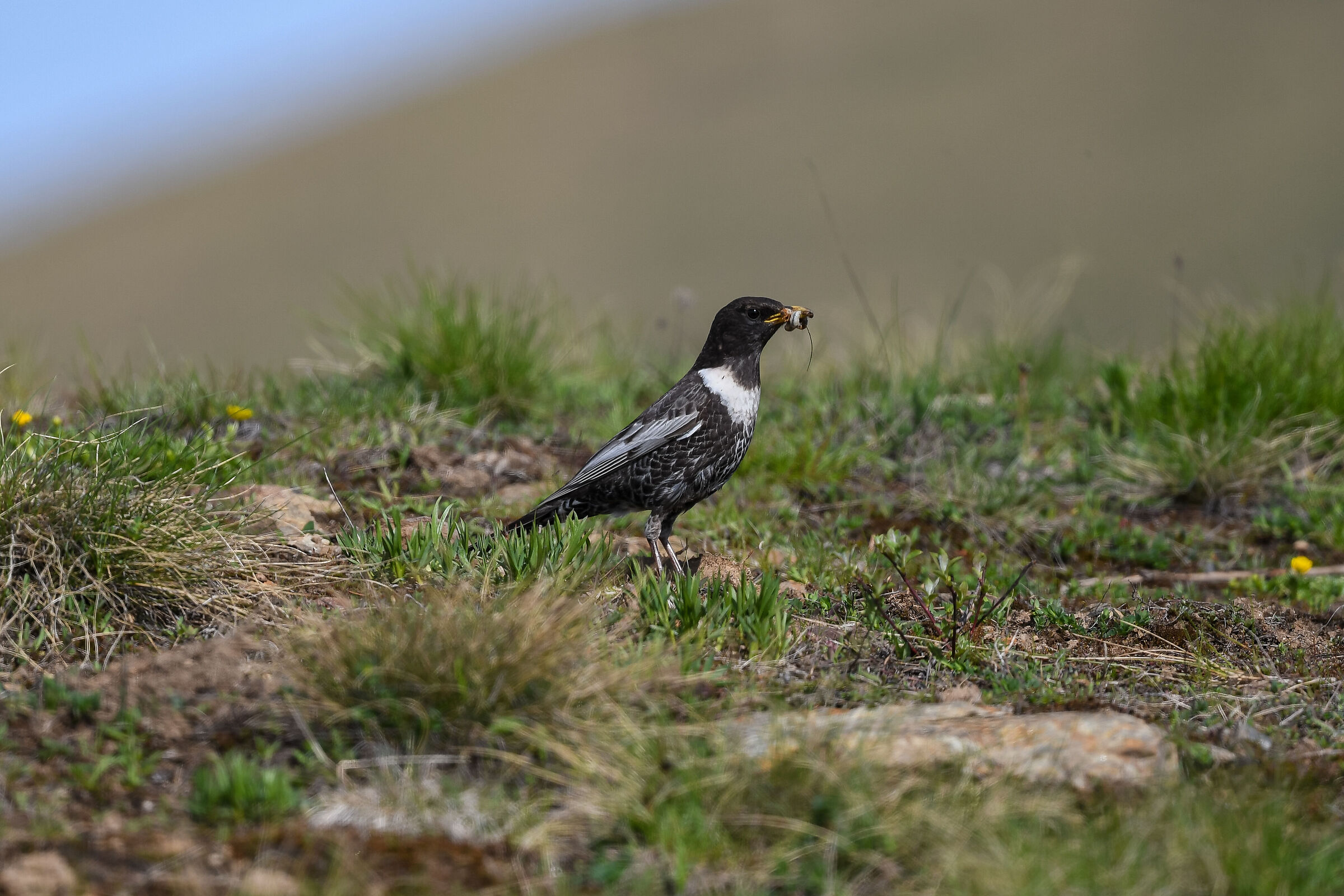 Collared Golddow (Turdus torquatus)