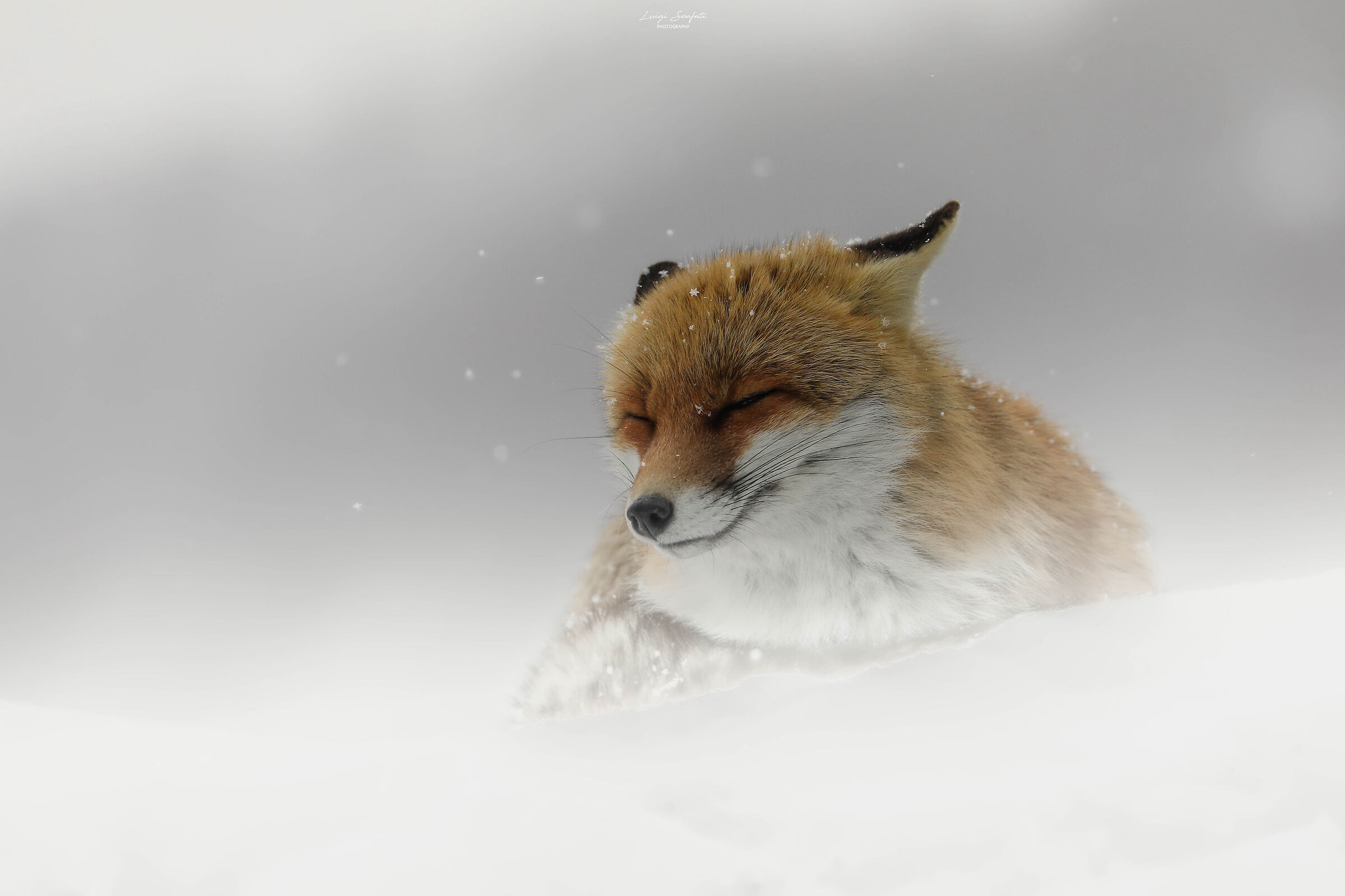 winter FOX