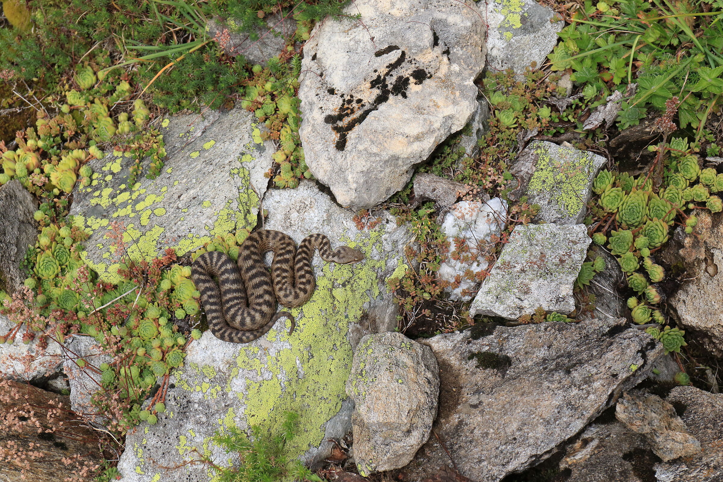 Vipera aspis aspis from atra, femmina, 1720m