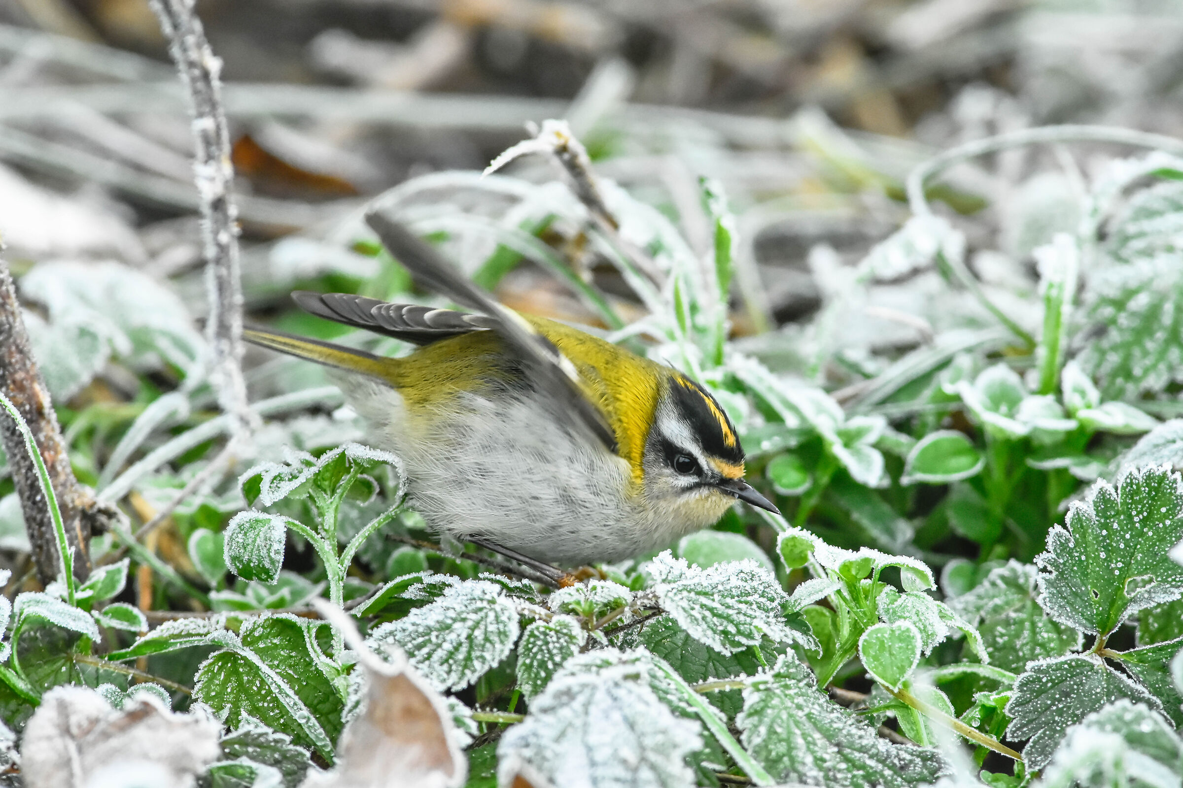 Fiorrancino - Wikipedia