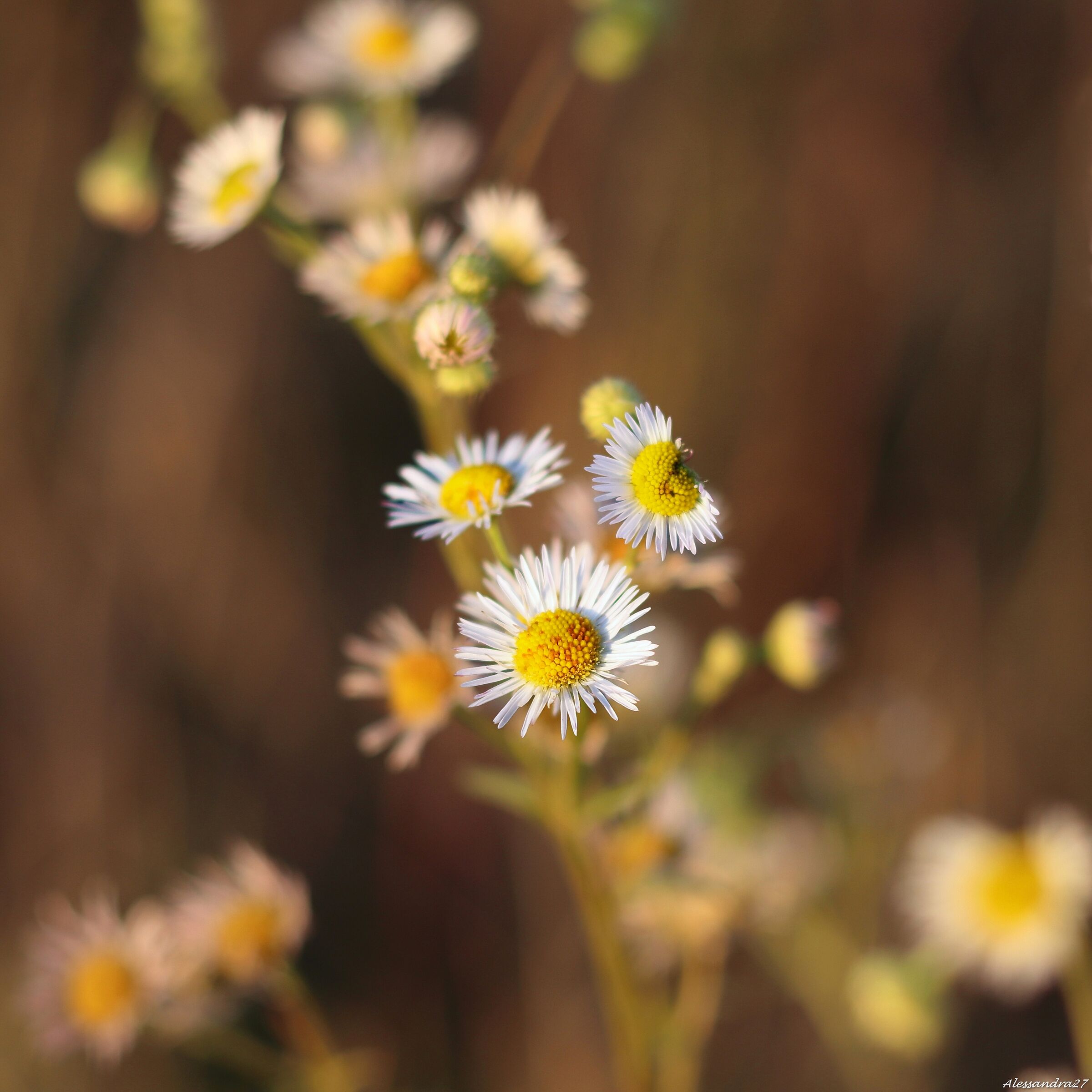 ... waiting for spring ...