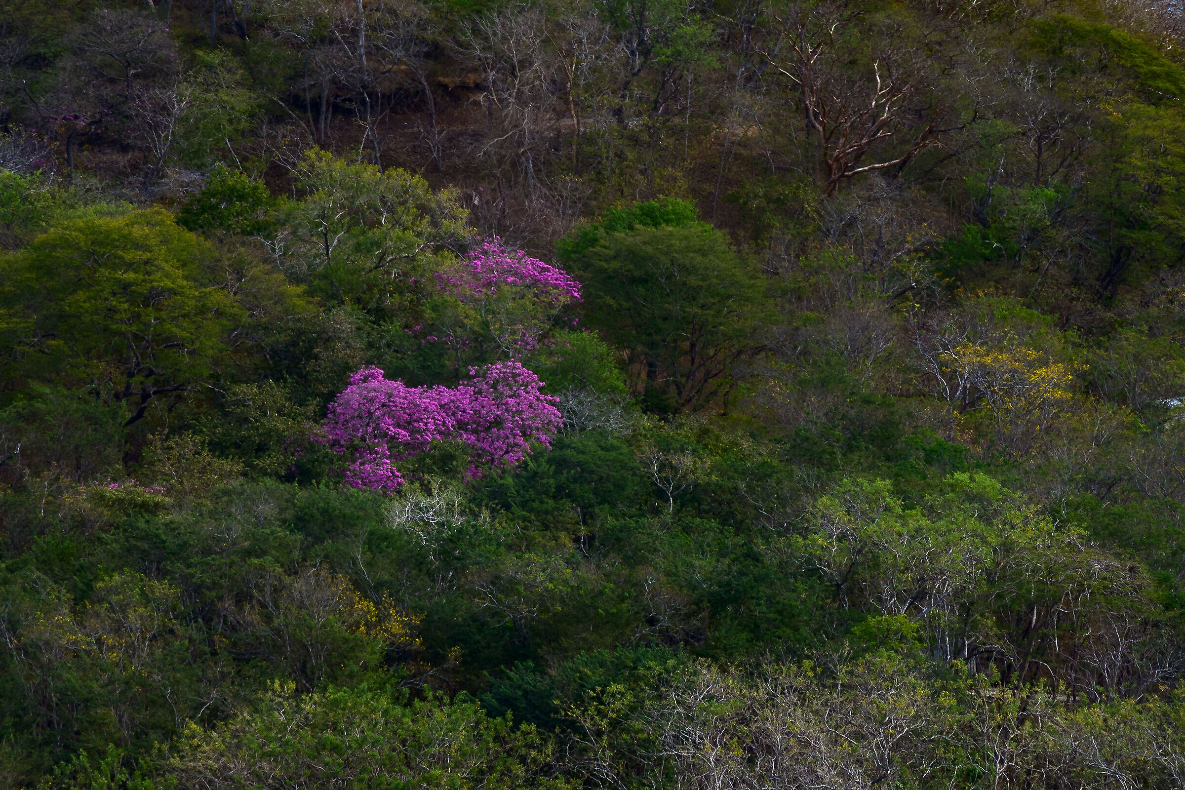 Paesaggio minimalista