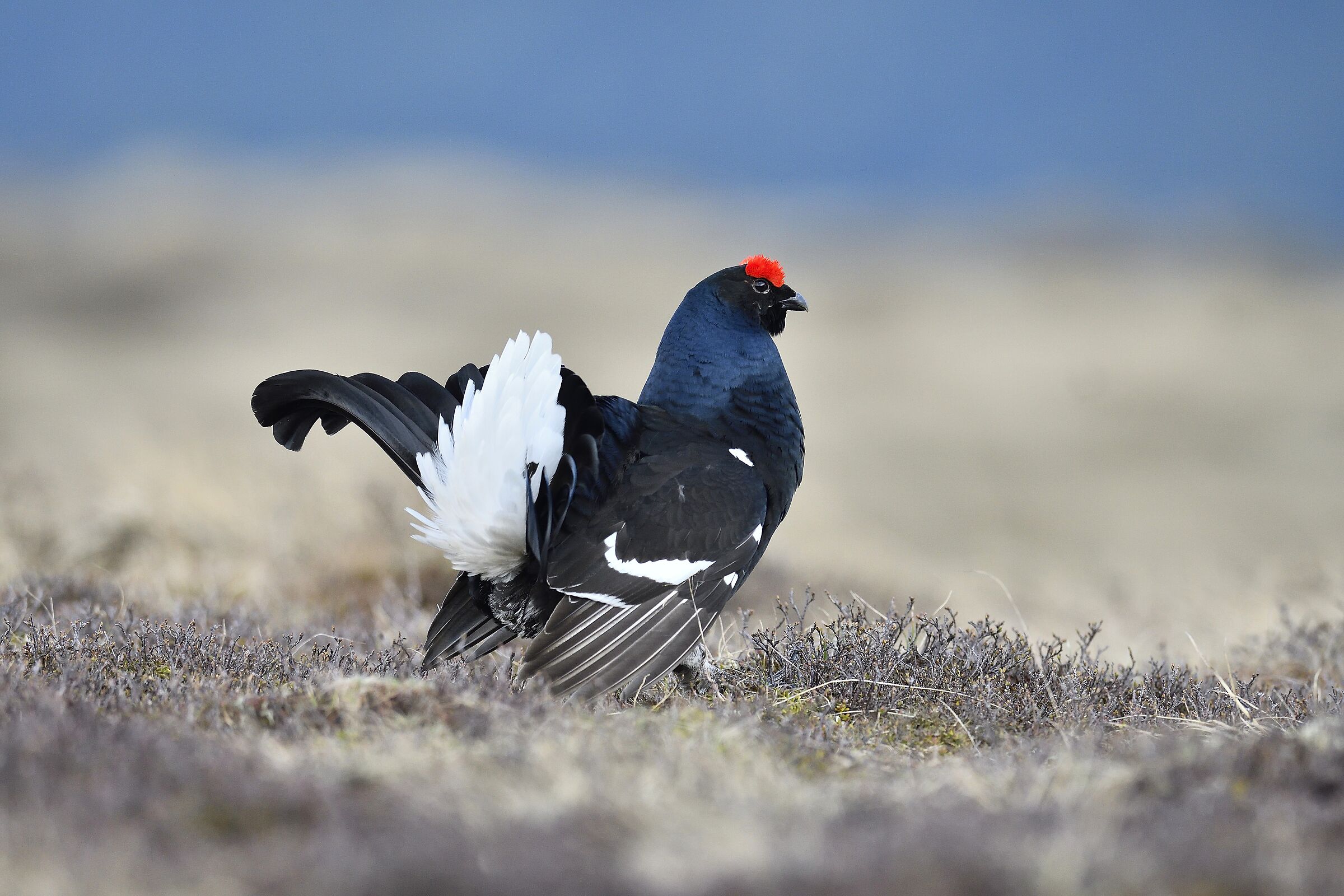 The Proud Gallo forcello